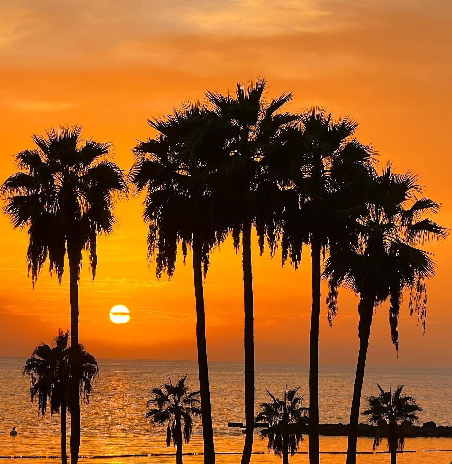 #palmtrees #atlanticocean #beach #sunset #beauty #nature #grancanaria #spain #atardecer #tramonto #soleil #goldenhourphotography