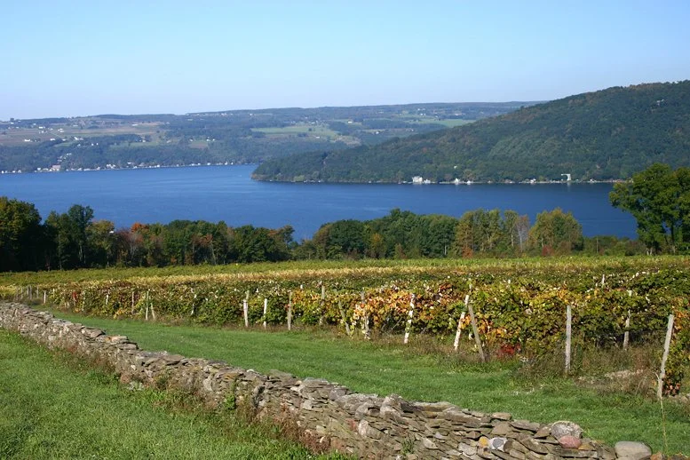 FingerLakesVineyard1.jpg