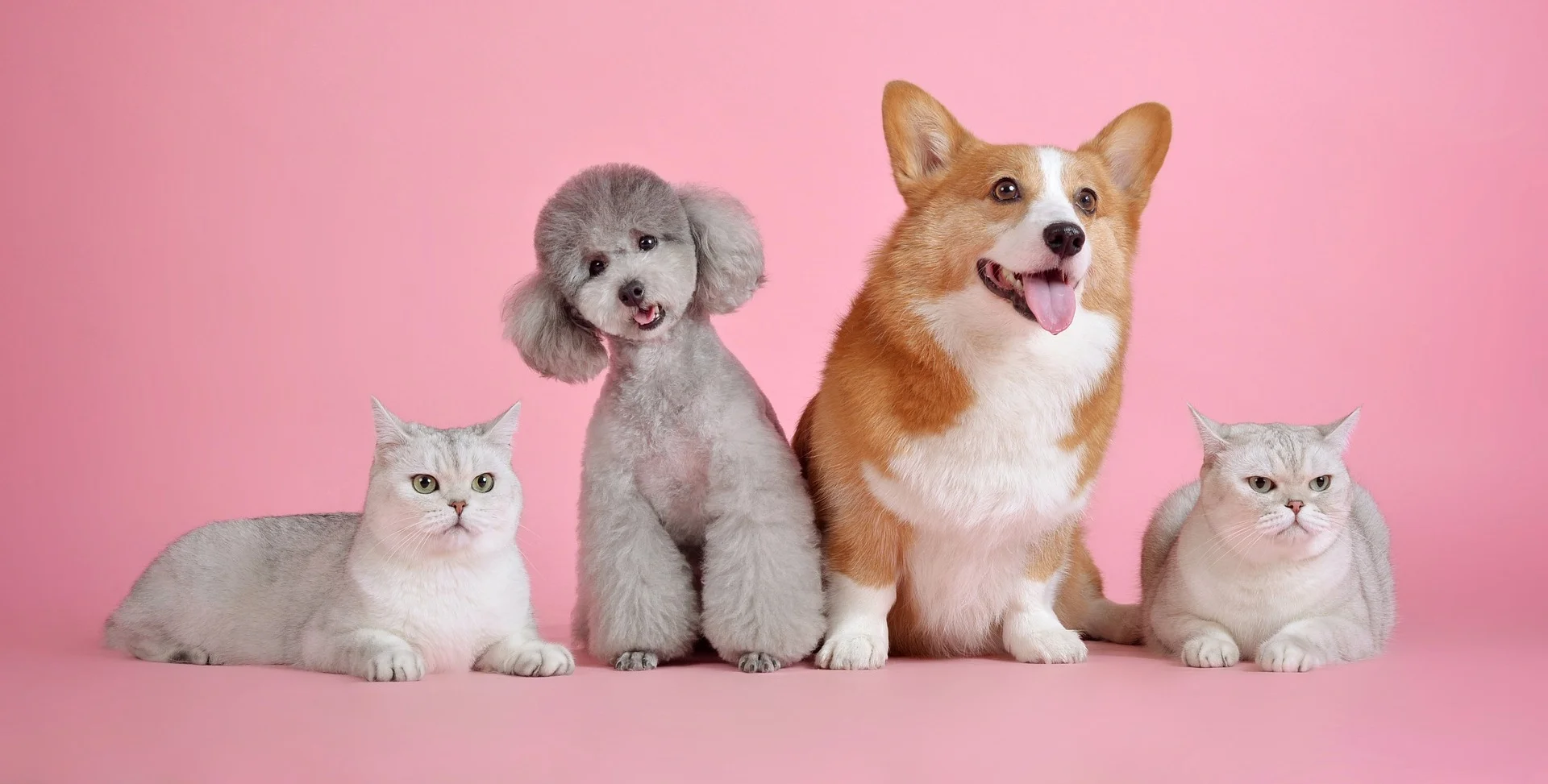pets-3715734_1920.jpg