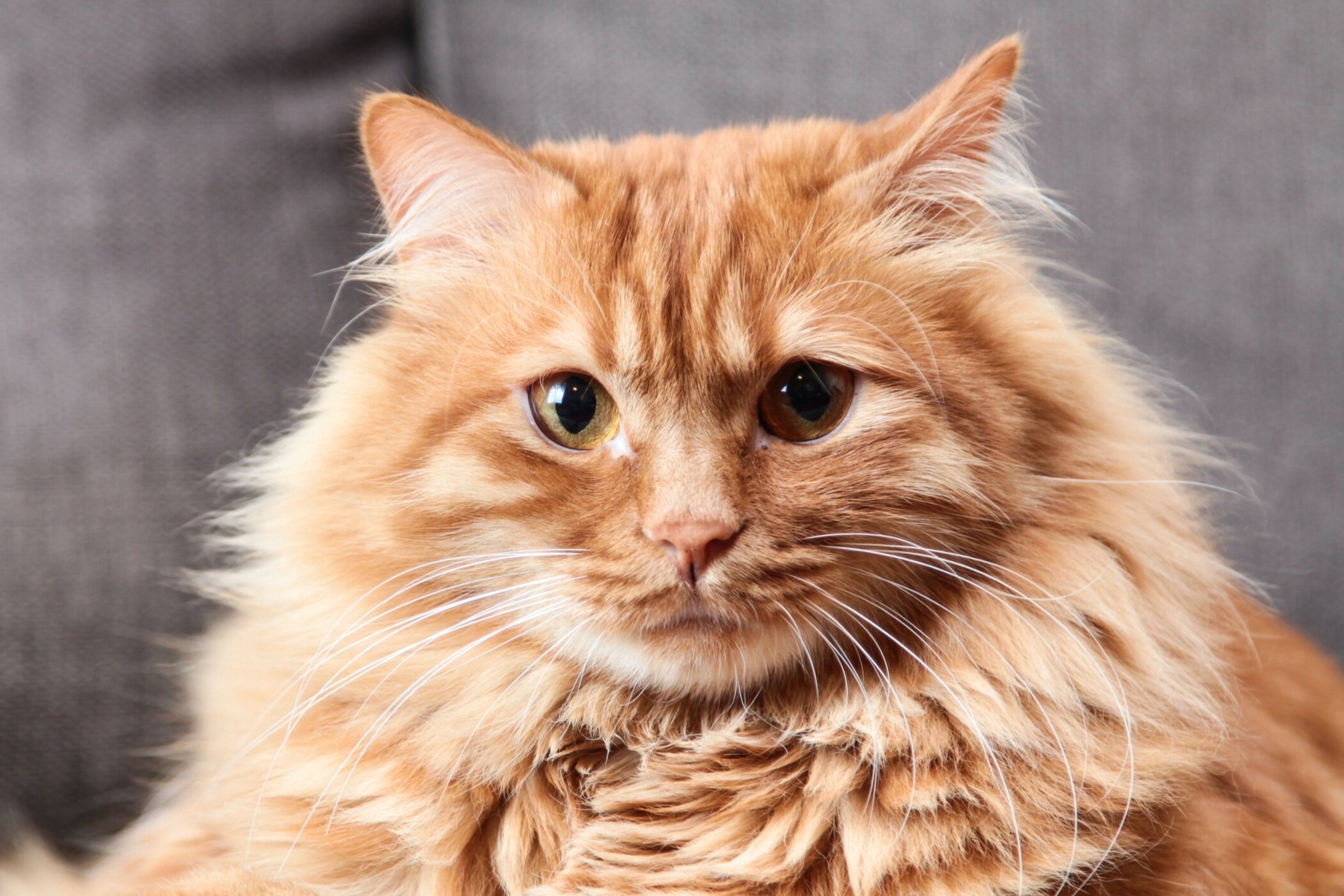 Пестро рыжая. Рыжий длинношерстный Сибирский кот. Сибирская кошка палевая. Европейская длинношерстная кошка. Европейский длинношерстный кот рыжий.