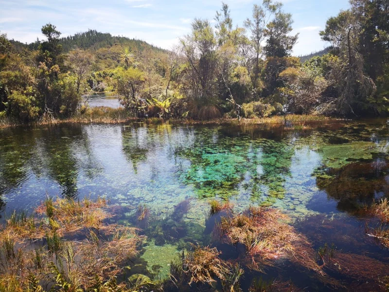 The Pupu Springs are renowned for the clarity of the water.