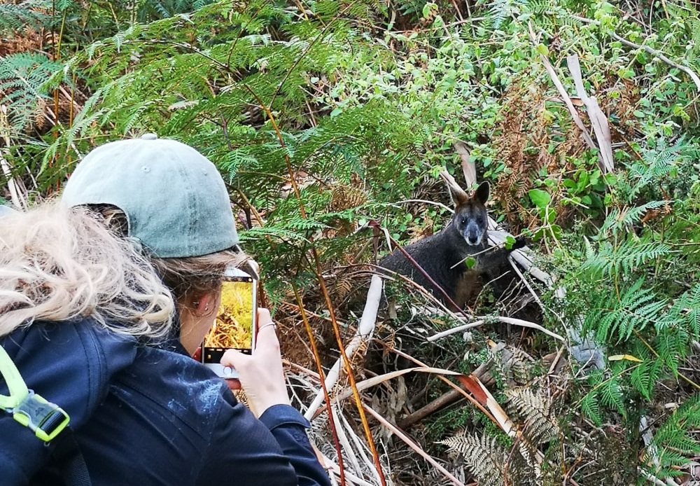 A cheeky wallabie having a snack next to the path on the Pinnacles Walk Grampians. You’ll see all sorts of wildlife on the way to the top!
