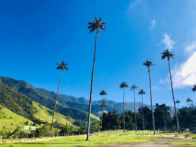 Those trees look like something straight out of Avatar! This hike in Salento seems like another of the best hikes in Colombia.