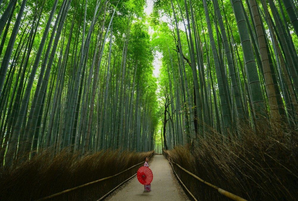 Backpacking in Japan? Head to the unforgettable Sagano Bamboo Forest!