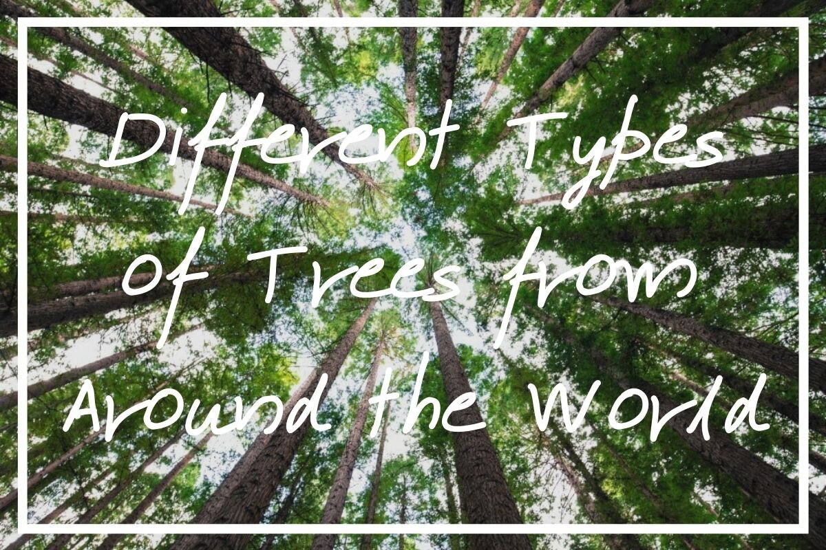 Are you interested in learning the different types of trees by name? I hope this post helps!