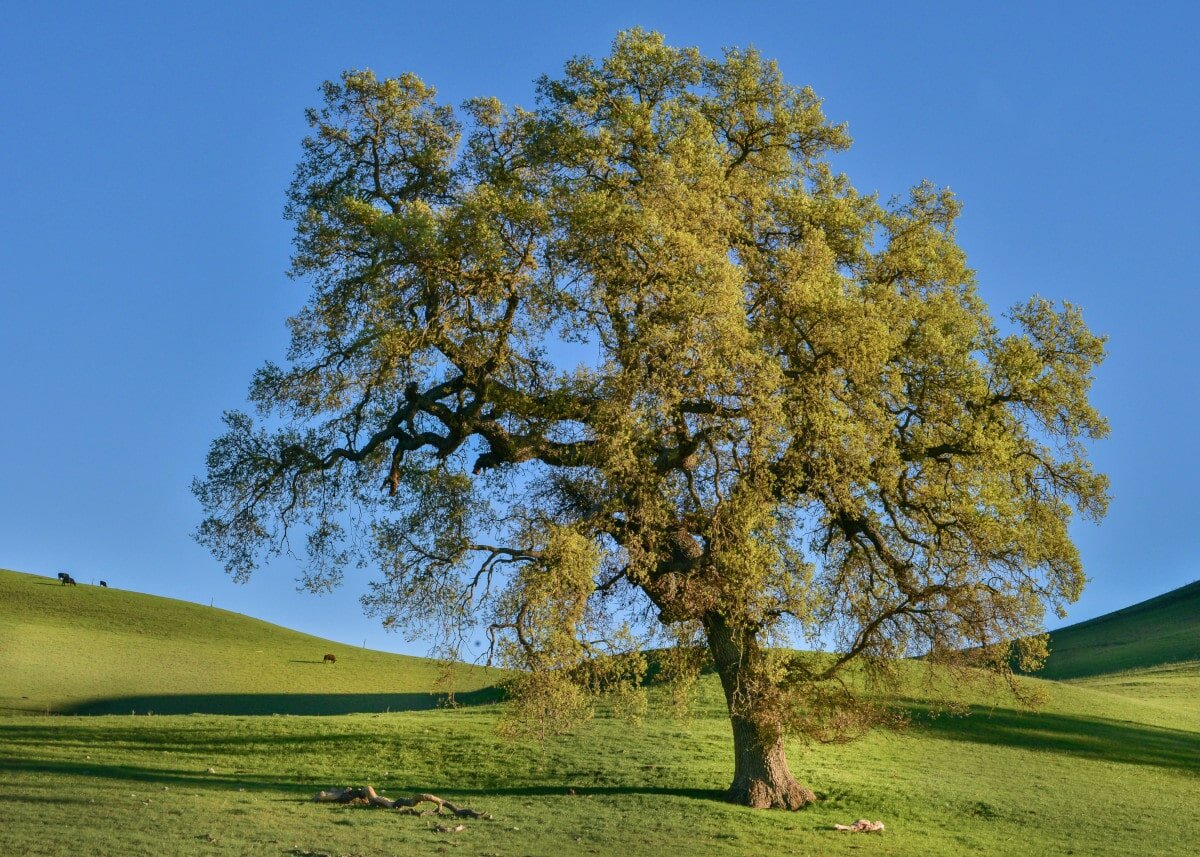 Of all type of trees on this list, oaks are one of my personal favourite!