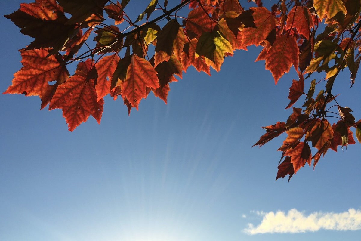 Here are the infamous leaves of a type of tree called the Maple.