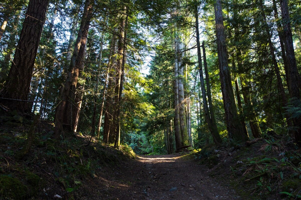 Cedars are a kind of tree that’s famous for its beautiful aromatic qualities.