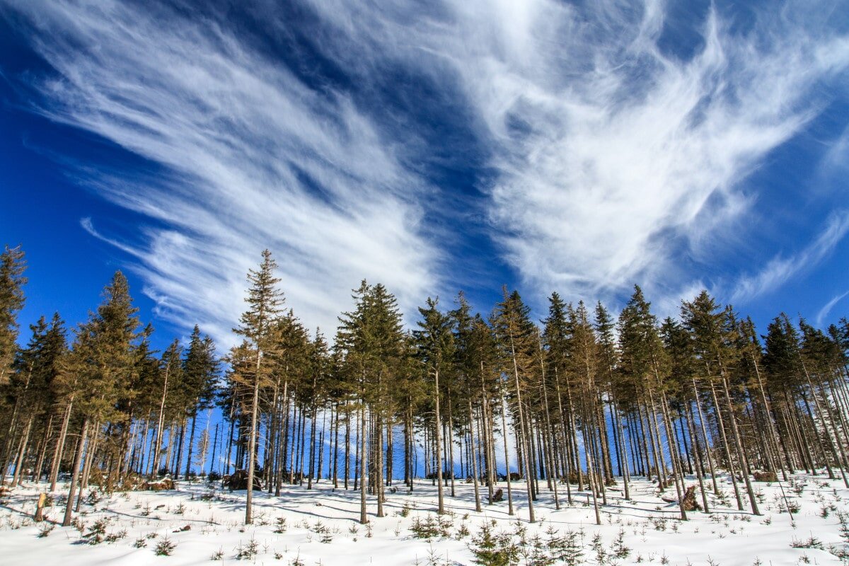 Pine trees are another of the diff types of trees we all know and love!