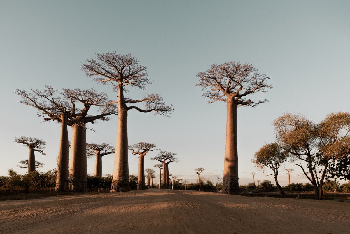 The incomparable Baobab trees!