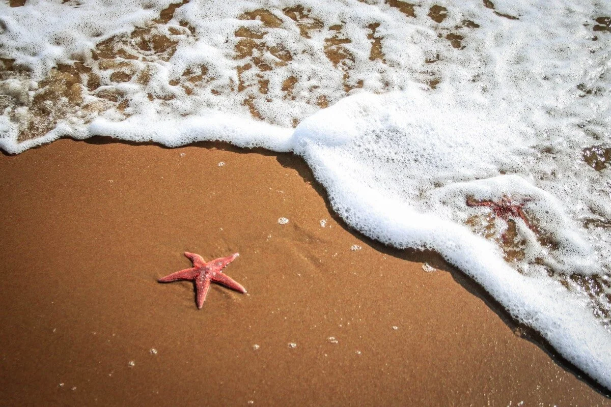 Motivational stories don’t get much better than this one about starfishes!