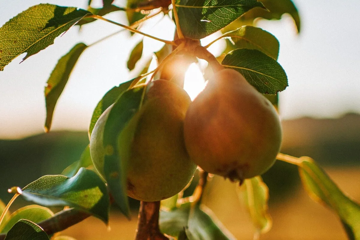 Short stories about life don’t get much better than this one about a pear tree.