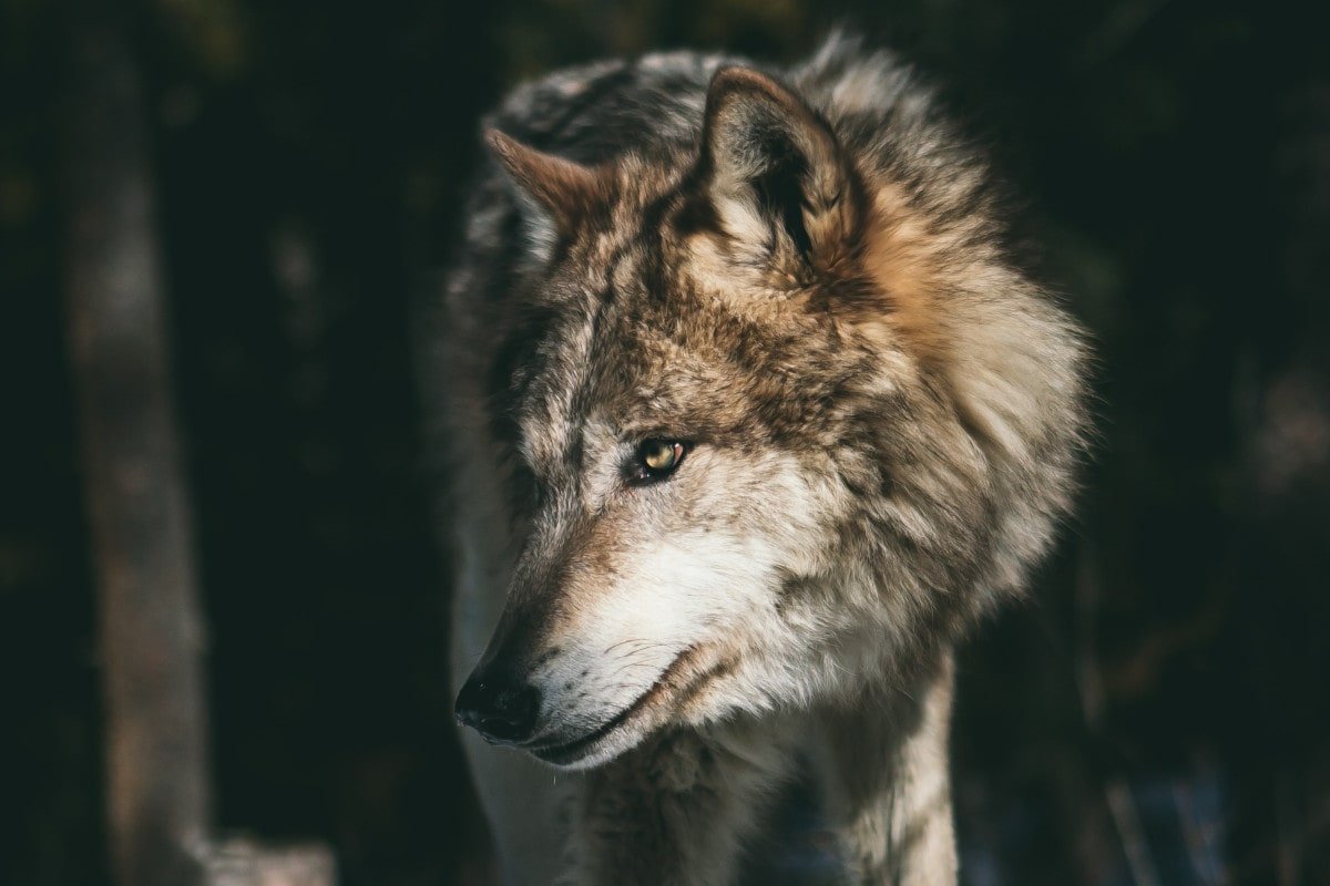 Lone Wolf Stock Photos and Images - 123RF