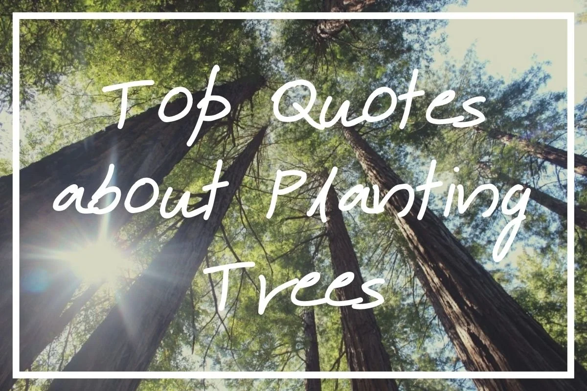 120 Perfect Quotes about Planting Trees [Save the Trees Quotes] — What ...