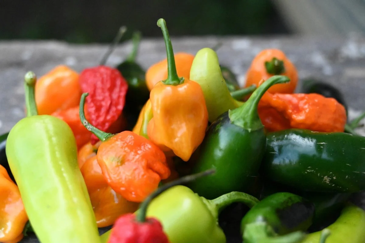 10 Hottest Chillies in the World! [Hottest Chilli Guide] — What's Danny Doing?