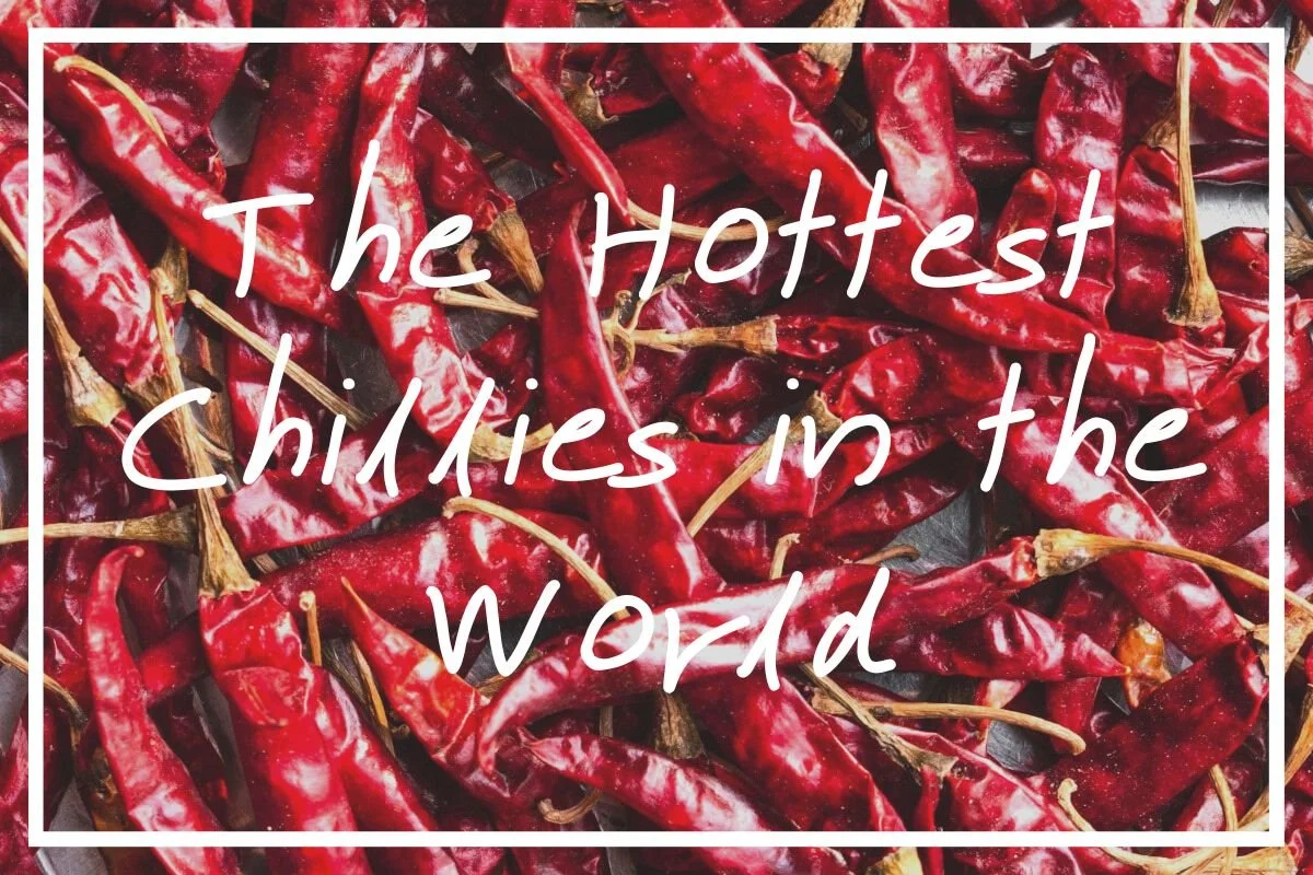 10 Hottest Chillies in the World! [Hottest Chilli Guide] — What's Danny