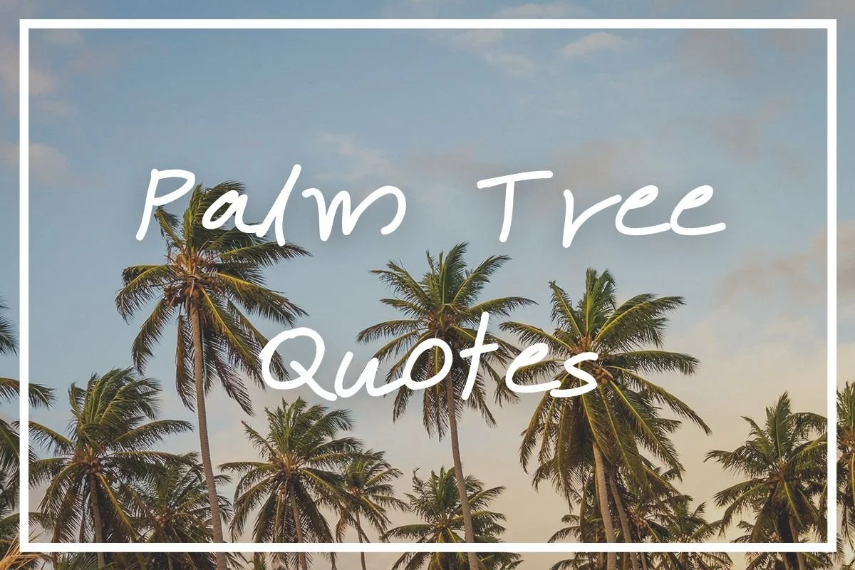 130 Perfect Palm Tree Quotes [Plus Palm Tree Captions!] — What's Danny