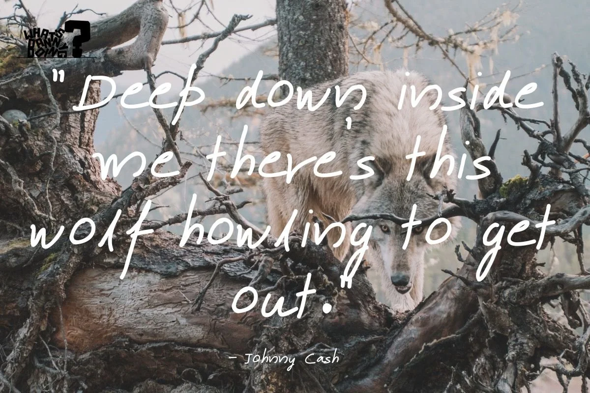 100 Epic Lone Wolf Quotes — What's Danny Doing?