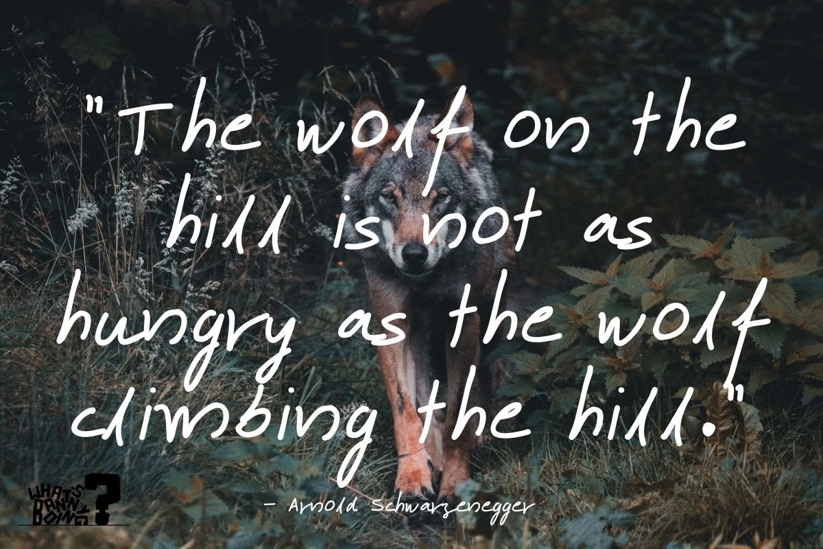 100 Epic Lone Wolf Quotes — What's Danny Doing?