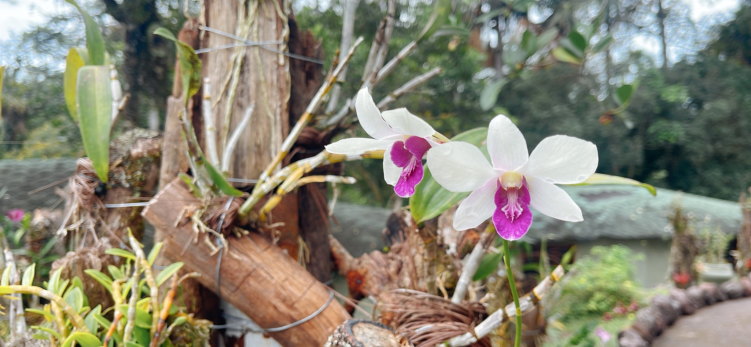 Campamento Canaima_orquideas_foto ligia velasquez_8.JPG