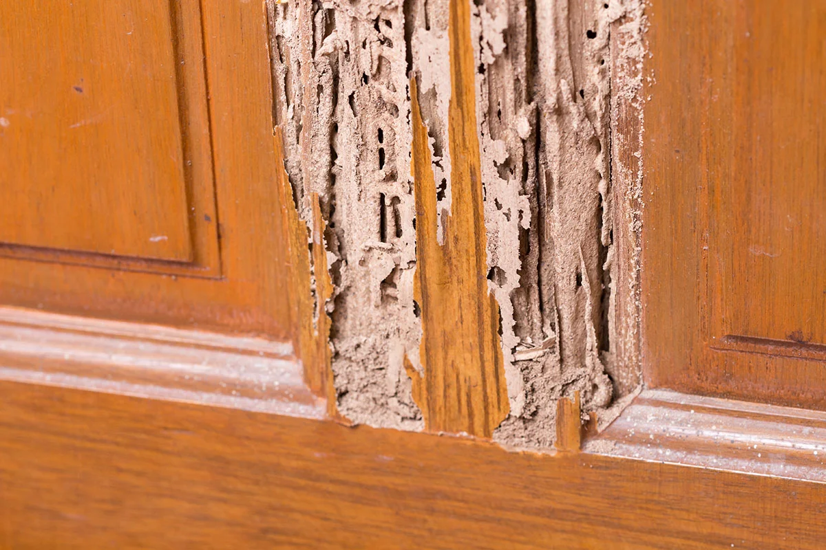 Termite Wood Destroying Insect Inspection Connecticut
