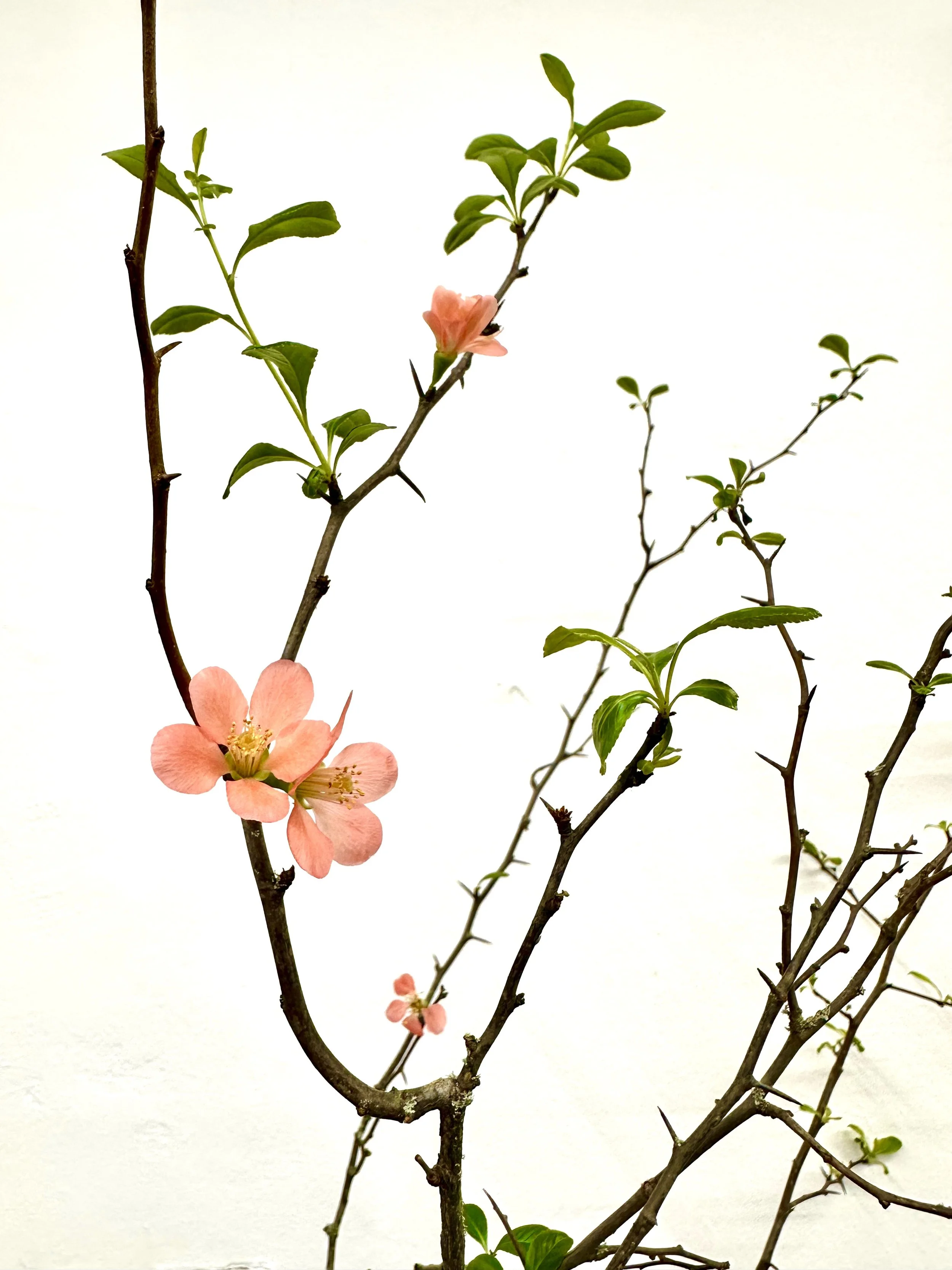 Stephan Montag Website.jpeg