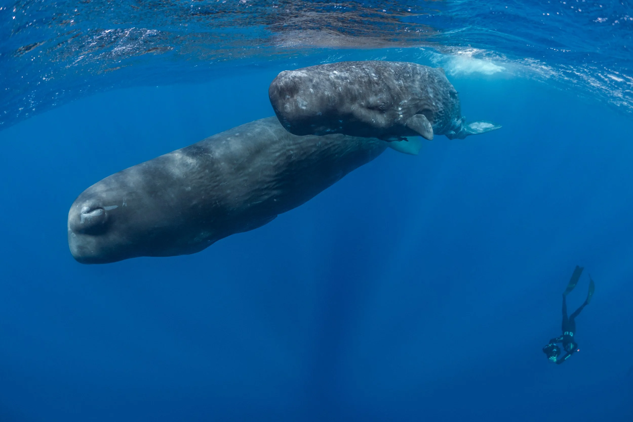 Ein großer Pottwal schwimmt im blauen Meer mit einem Taucher im Hintergrund.