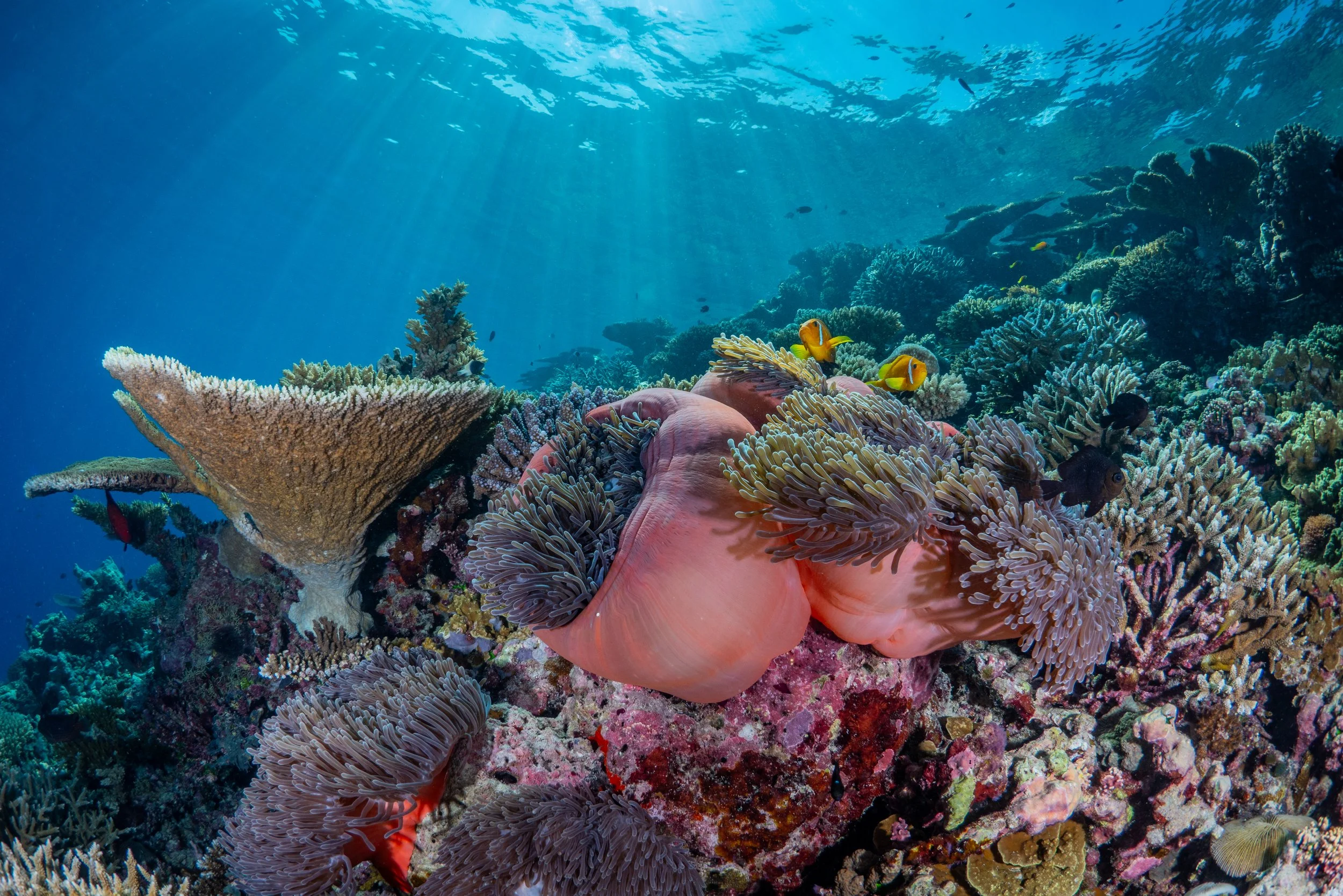 Bunte Meereskorallen und Anemonen mit verschiedenen Fischen in einem Korallenriff unter Wasser, Sonnenlicht durchdringt die Wasseroberfläche