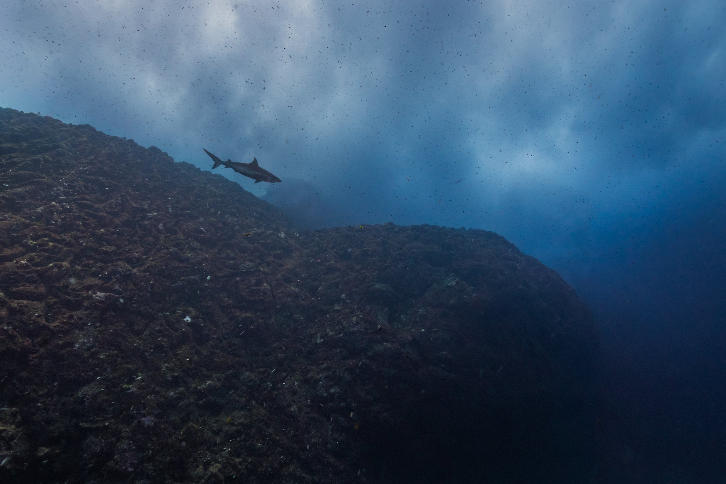 Ein Hai schwimmt im dunklen Wasser über einem felsigen Meeresboden mit vielen kleinen Fischen im Wasser und dunklen Wolken am Himmel.