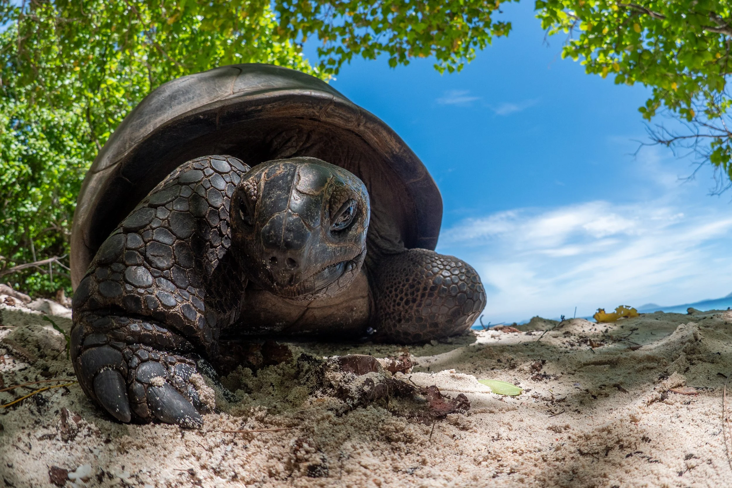 Nahaufnahme einer Schildkröte am Strand unter grünem Laub, Himmel im Hintergrund.