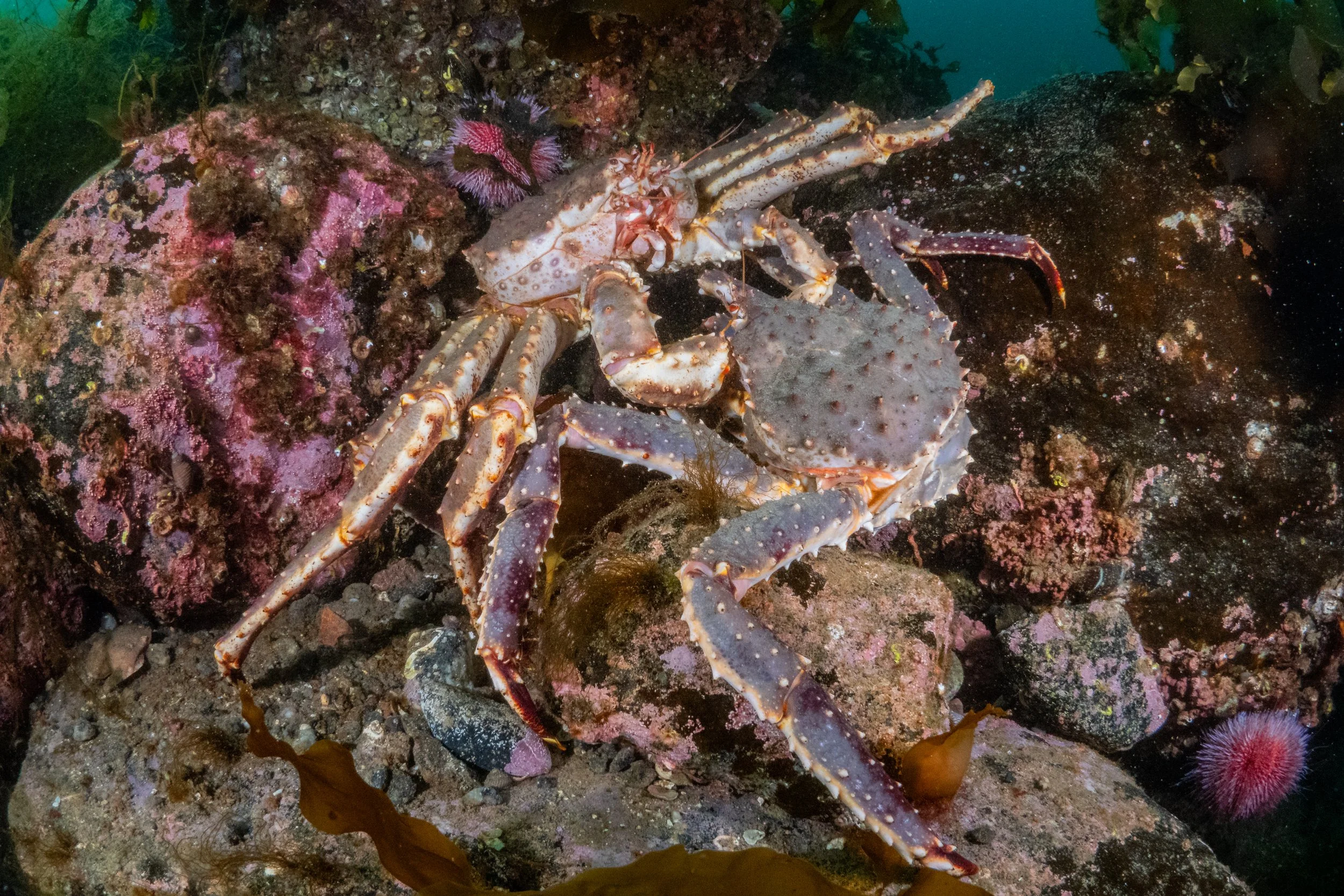 Ein Krebs auf einem Felsen im Meer, umgeben von Algen und Seepocken.