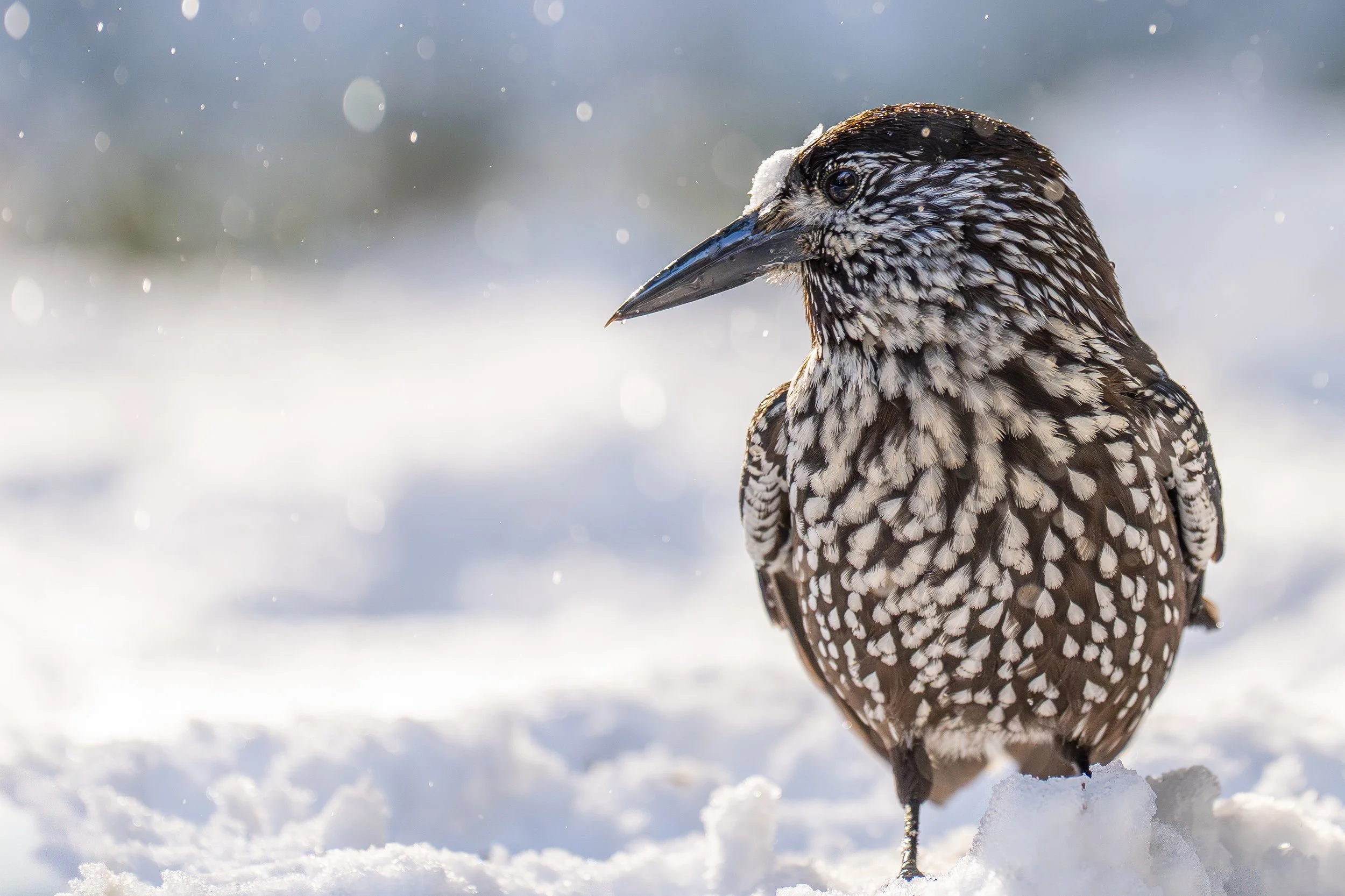 Ein Vogel, wahrscheinlich ein Specht, steht im Schnee mit gefrorenem Gefieder, umgeben von Schneeflocken im Hintergrund.