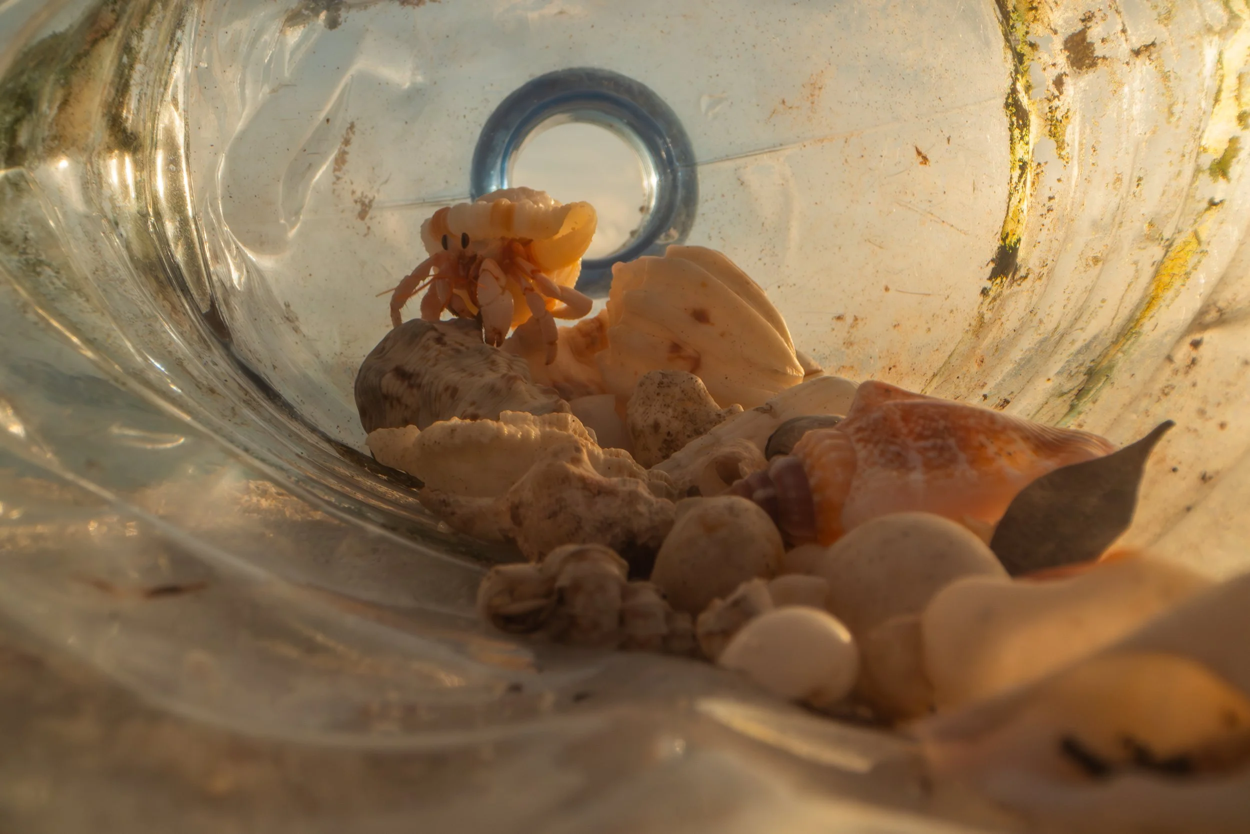 Ein Blick in eine Muschel, die pralle voller Muscheln, Steine und eine kleine gelbe Krabbe ist.