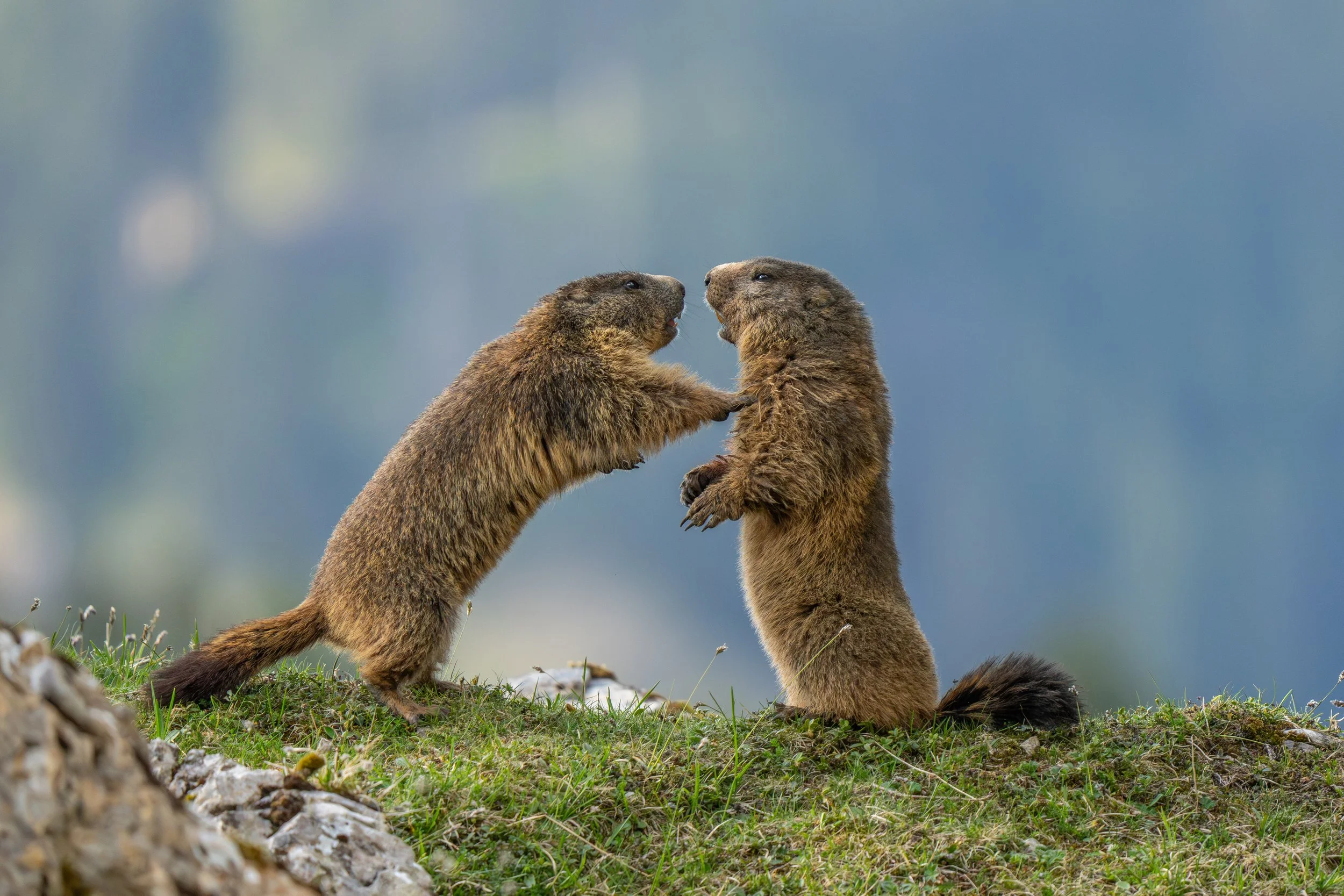 Zwei erwachsene Murmeltiere stehen sich gegenüber auf einer Wiese, die sich gegenseitig anknurren oder necken.