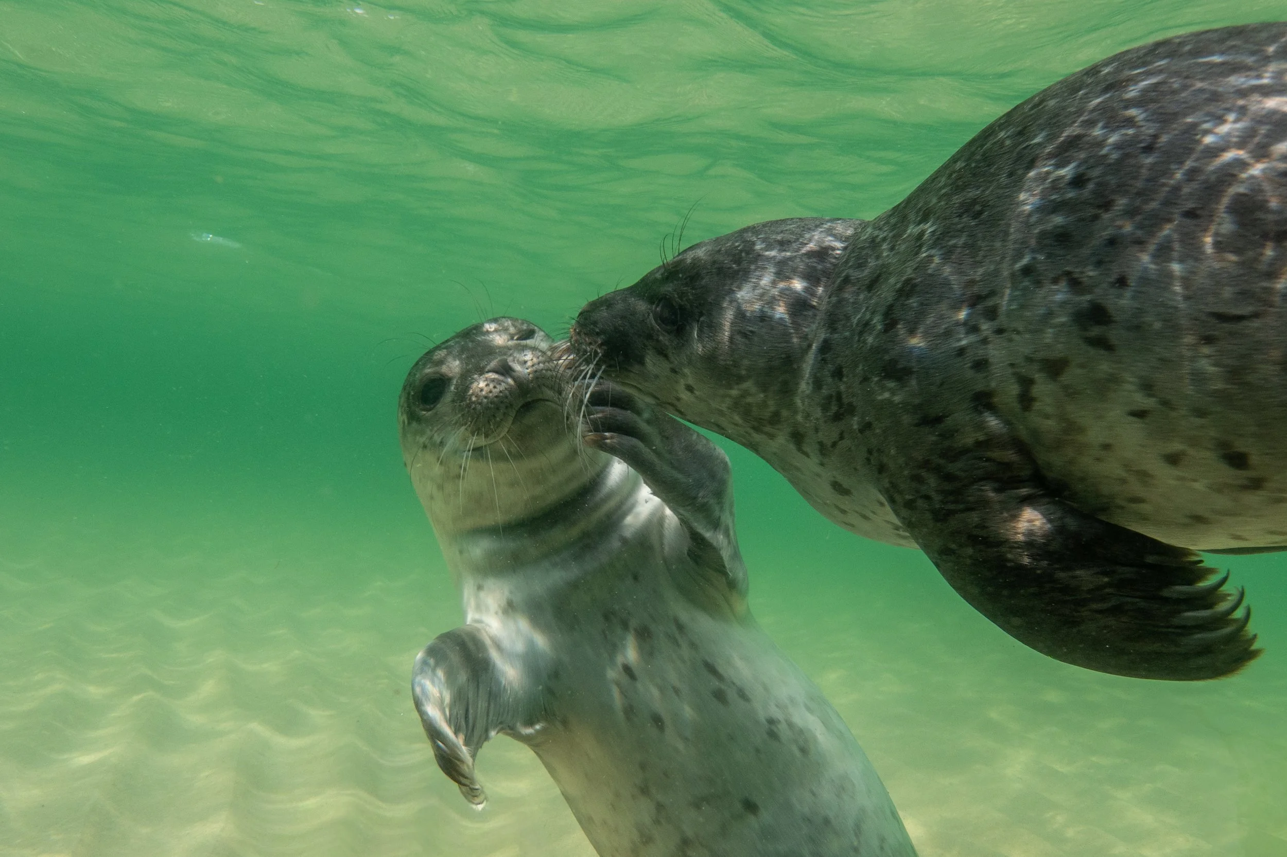 Zwei Robben im Wasser, die sich gegenseitig lecken.