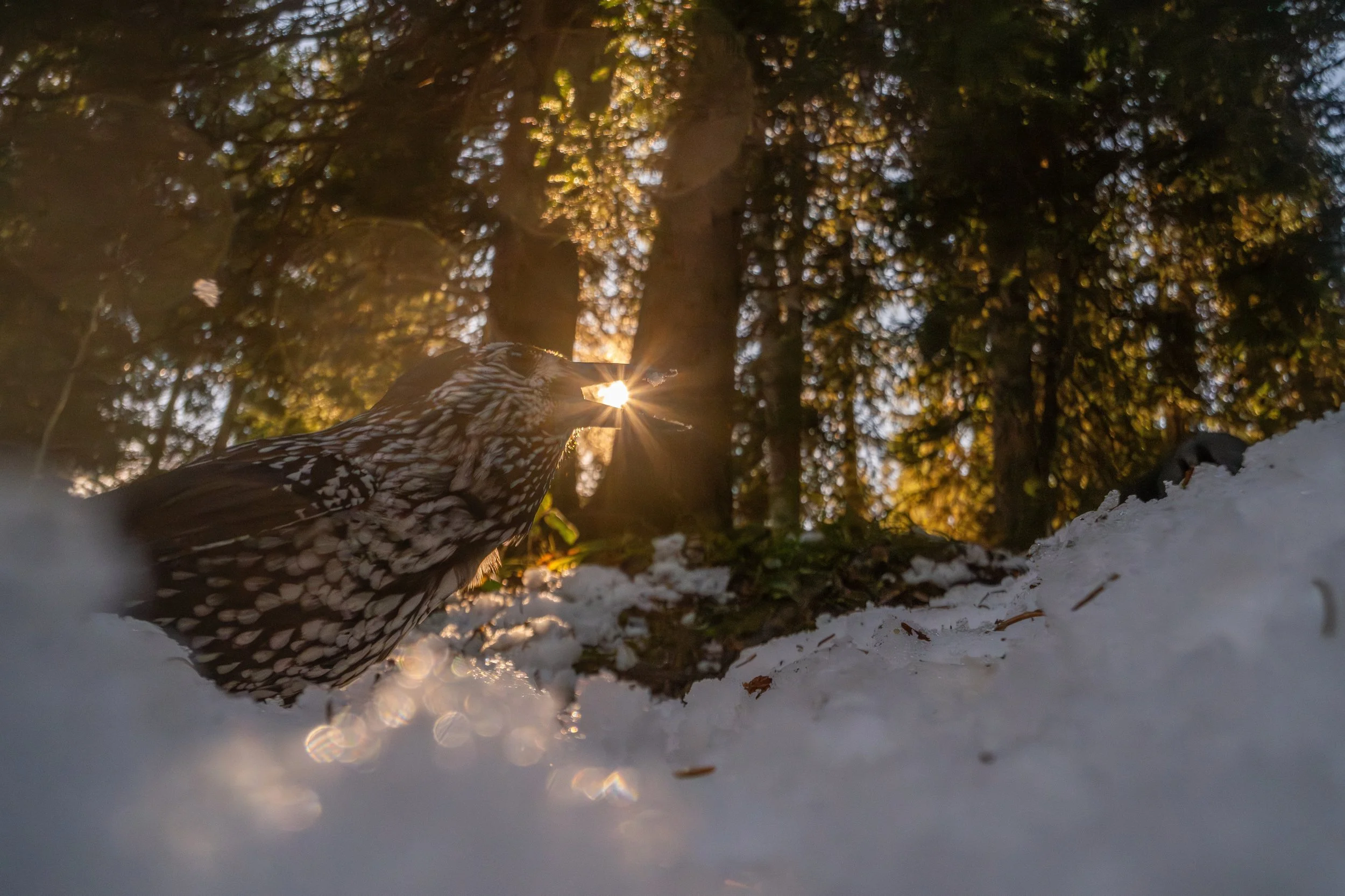 Ein Uhu sitzt auf verschneitem Boden im Wald, die Sonne scheint durch die Bäume