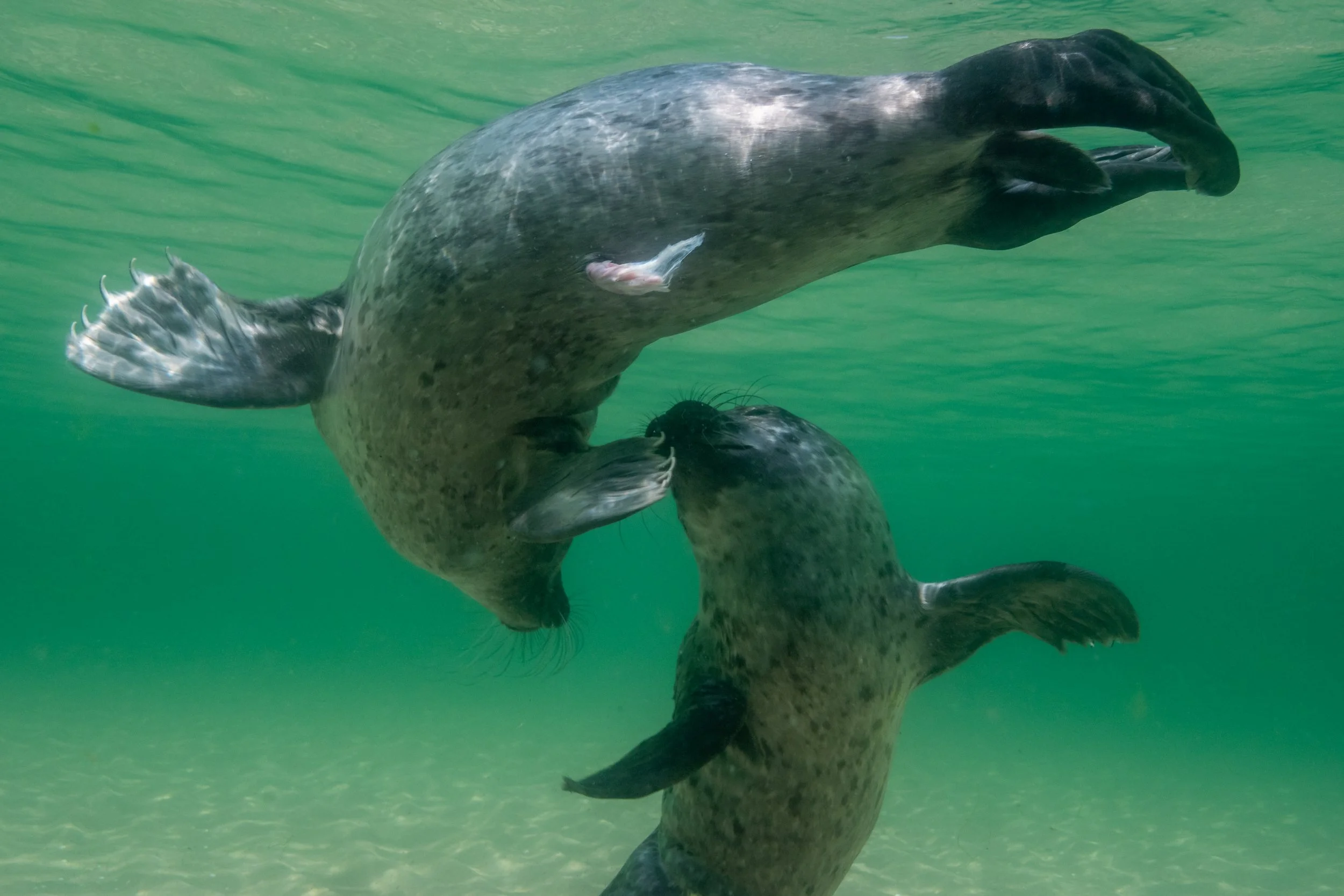 Zwei seekühlernde Seehunde unter Wasser, einer hebt sich mit gestreckter Schnauze und ausgestreckten Flossen, während der andere den Kopf dem ersten zuneigt.