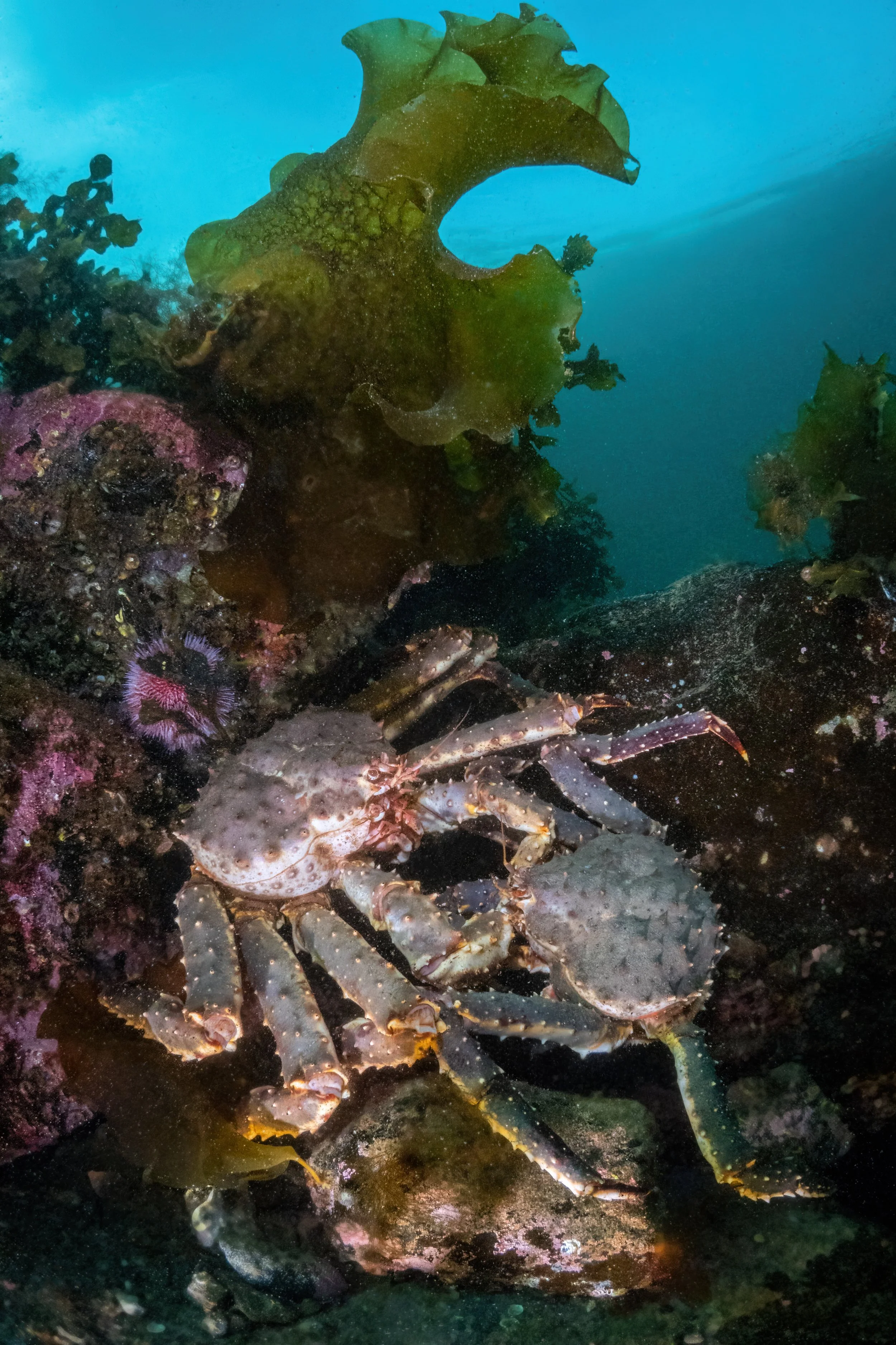 Ein Meeresschnecke auf einem Felsen unter Wasser, umgeben von Korallen und Seeanemonen.