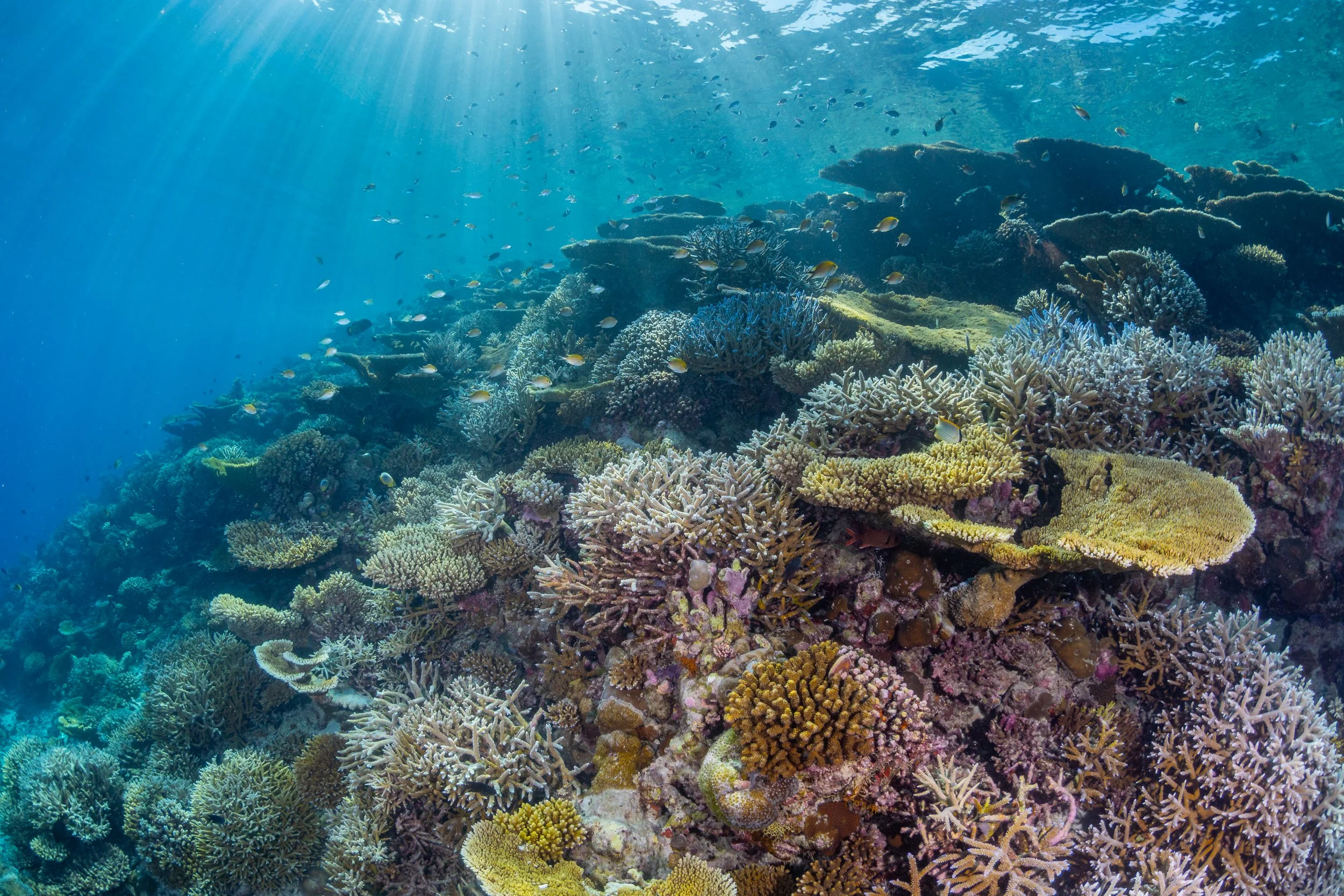 Unterwasseraufnahme eines bunten Korallenriffs mit vielen Fischen und Sonnenstrahlen, die durch Wasser scheinen.