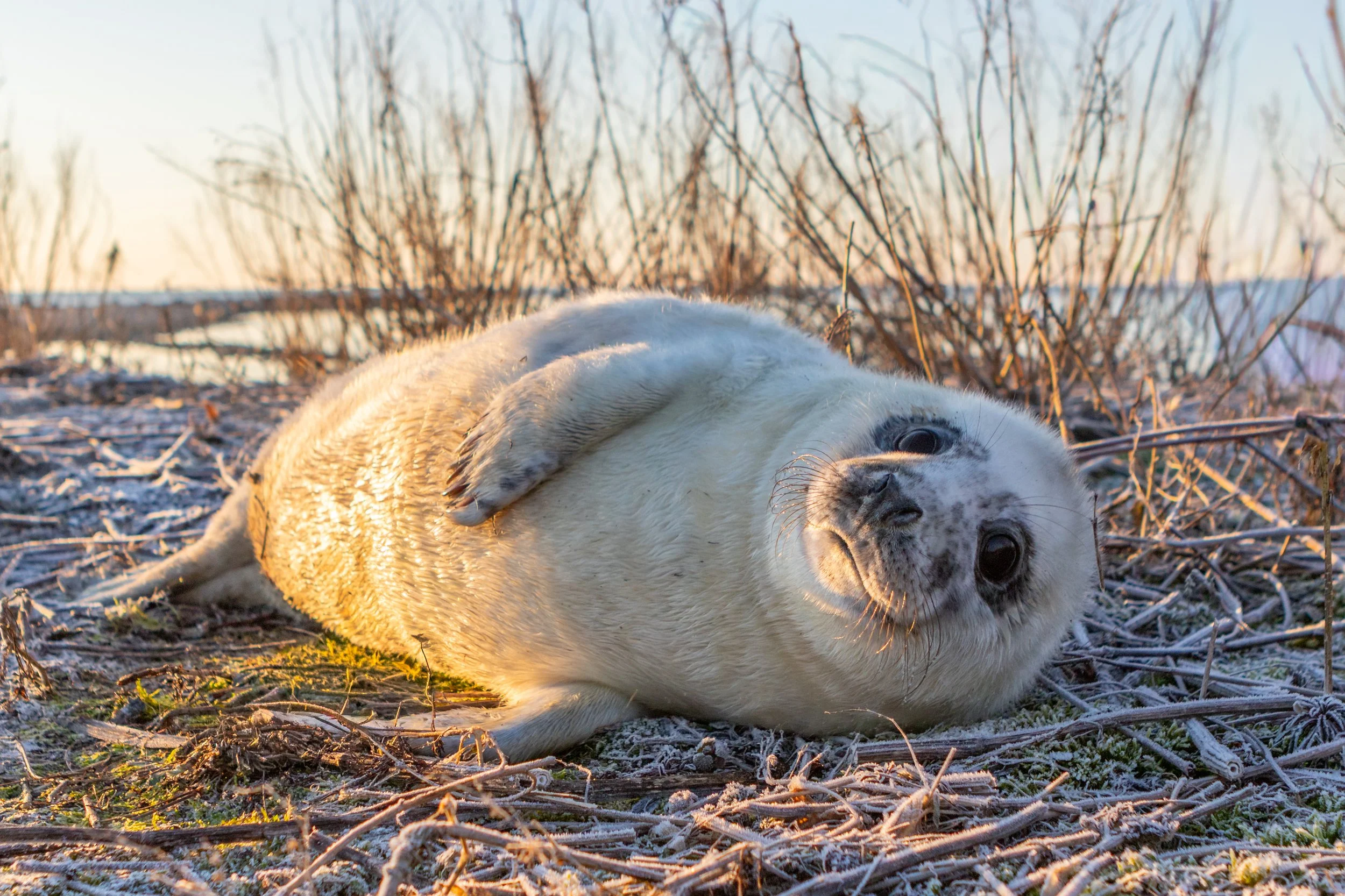 Liegendes Seehundjunges im Schnee bei Sonnenaufgang, umgeben von trockenen Gräsern und Büscheln.
