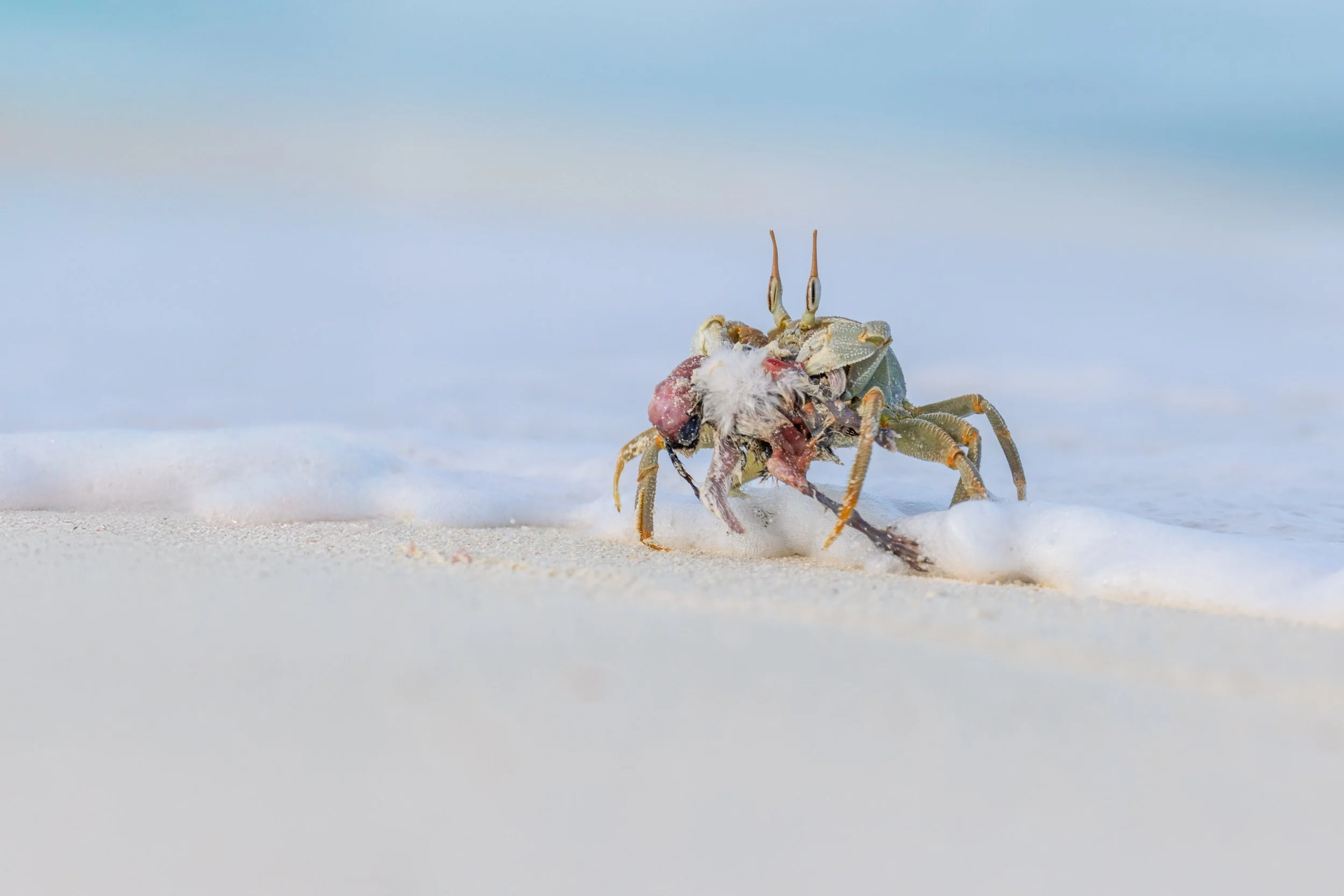Krebs auf Strand mit tote Maus in Kiefer, Welle im Hintergrund