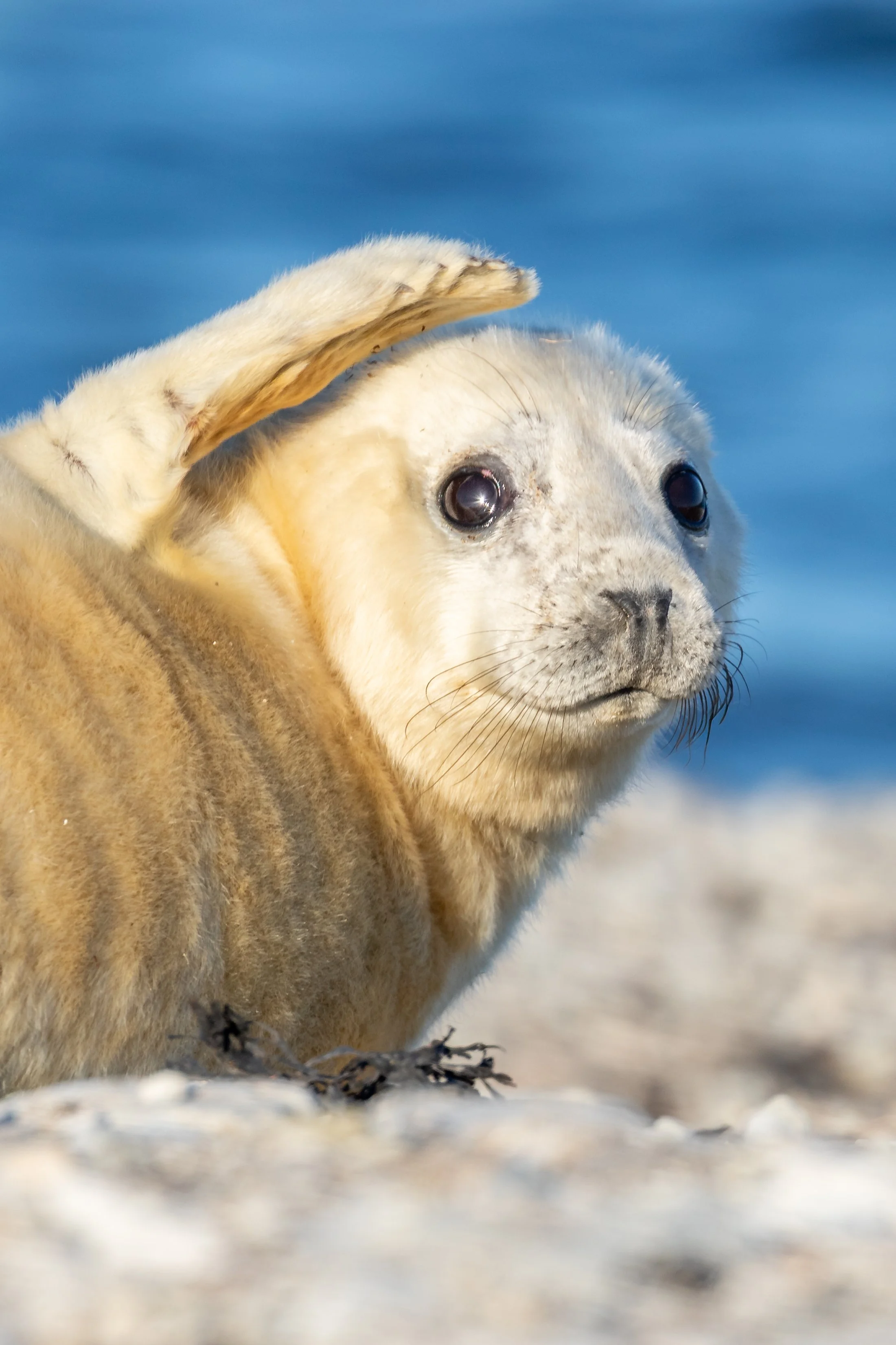 Ein Seehund sitzt am Strand vor dem Wasser und schaut in die Kamera.