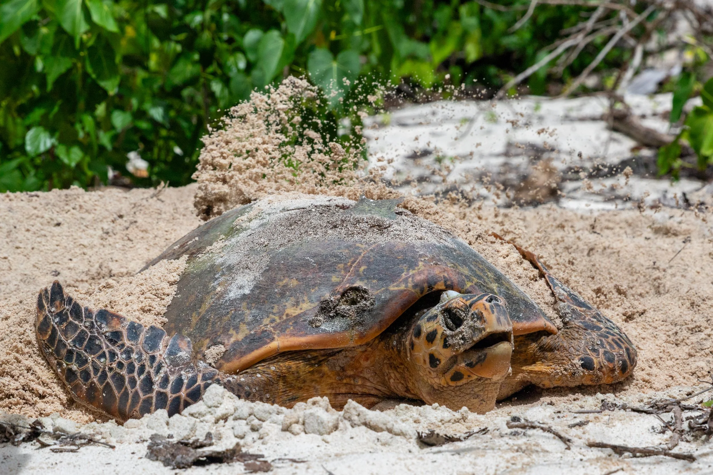Eine Meeresschildkröte, die sich im Sand eingräbt, während Sand auf ihren Rücken und Kopf sprüht.
