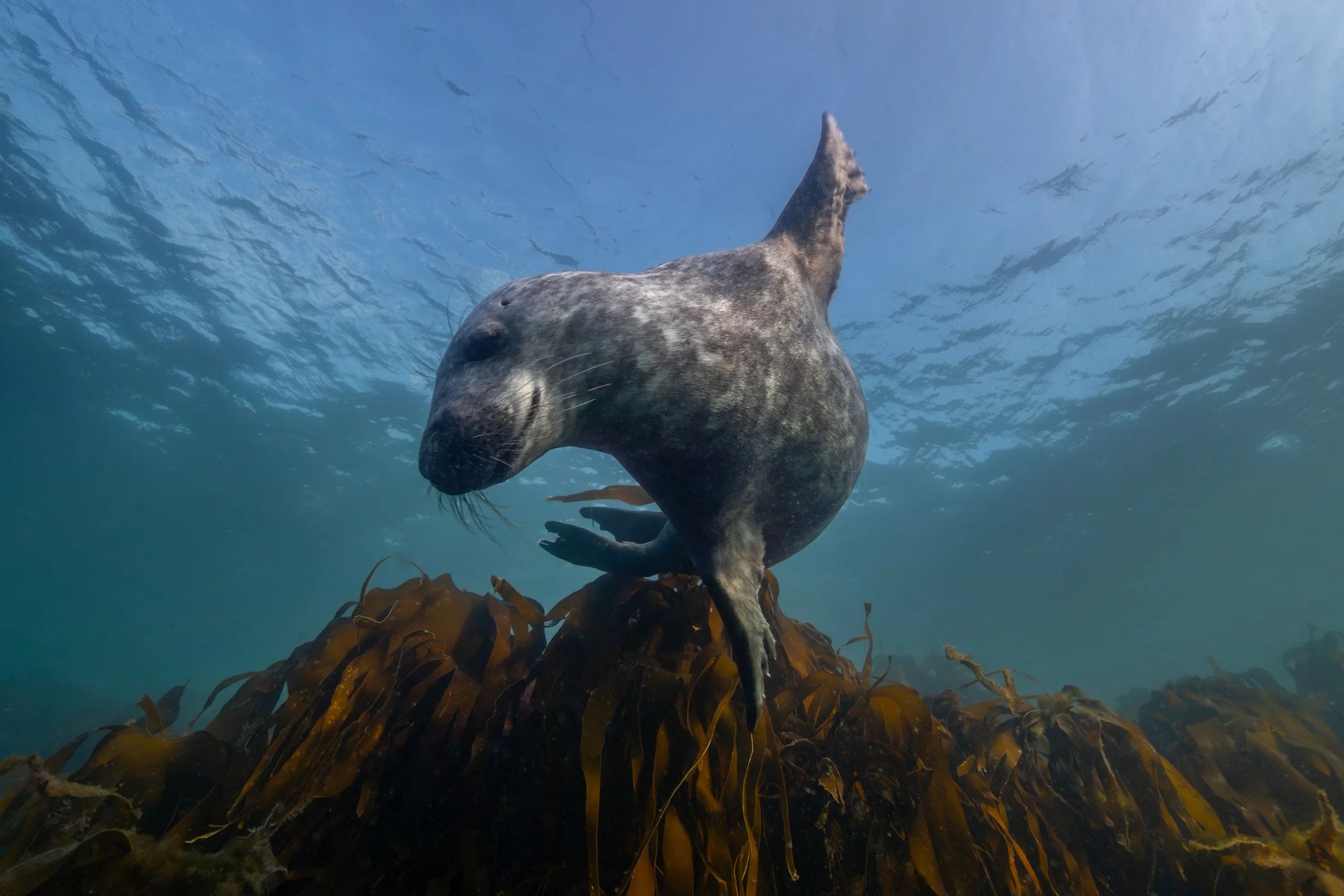 Seehund schwimmt über Seegras unter Wasser