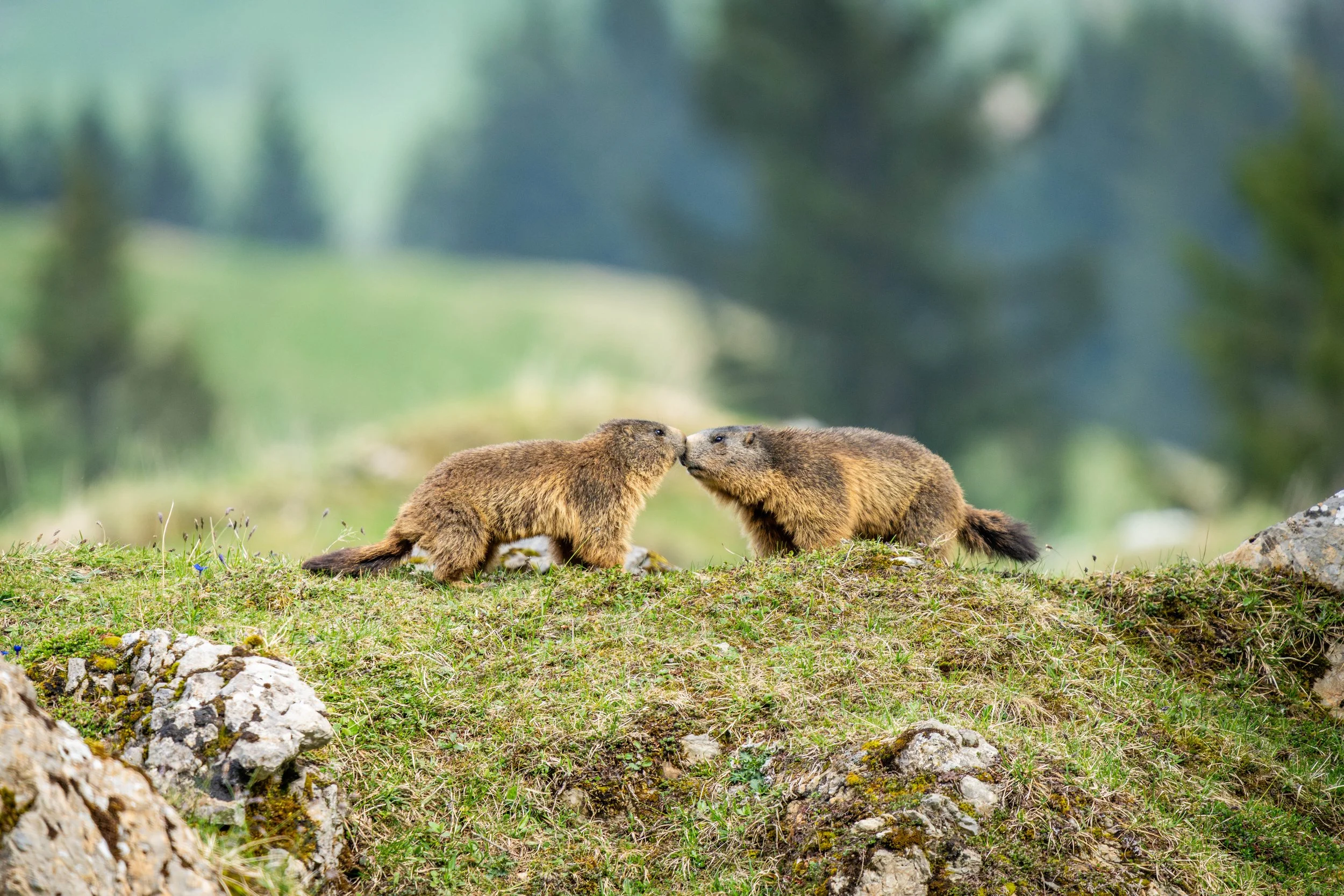 Zwei Murmeltiere auf einer Wiese, die sich berühren