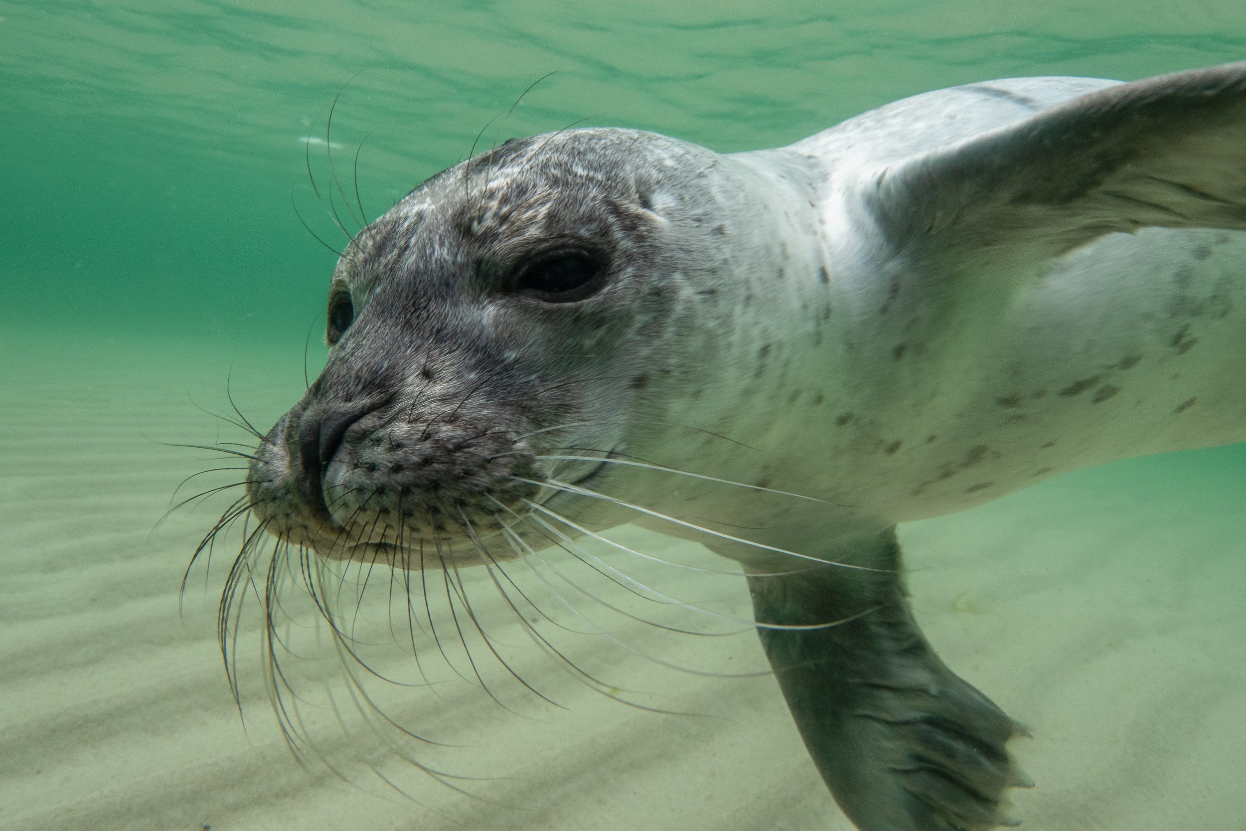 Waschbär unter Wasser schwimmend