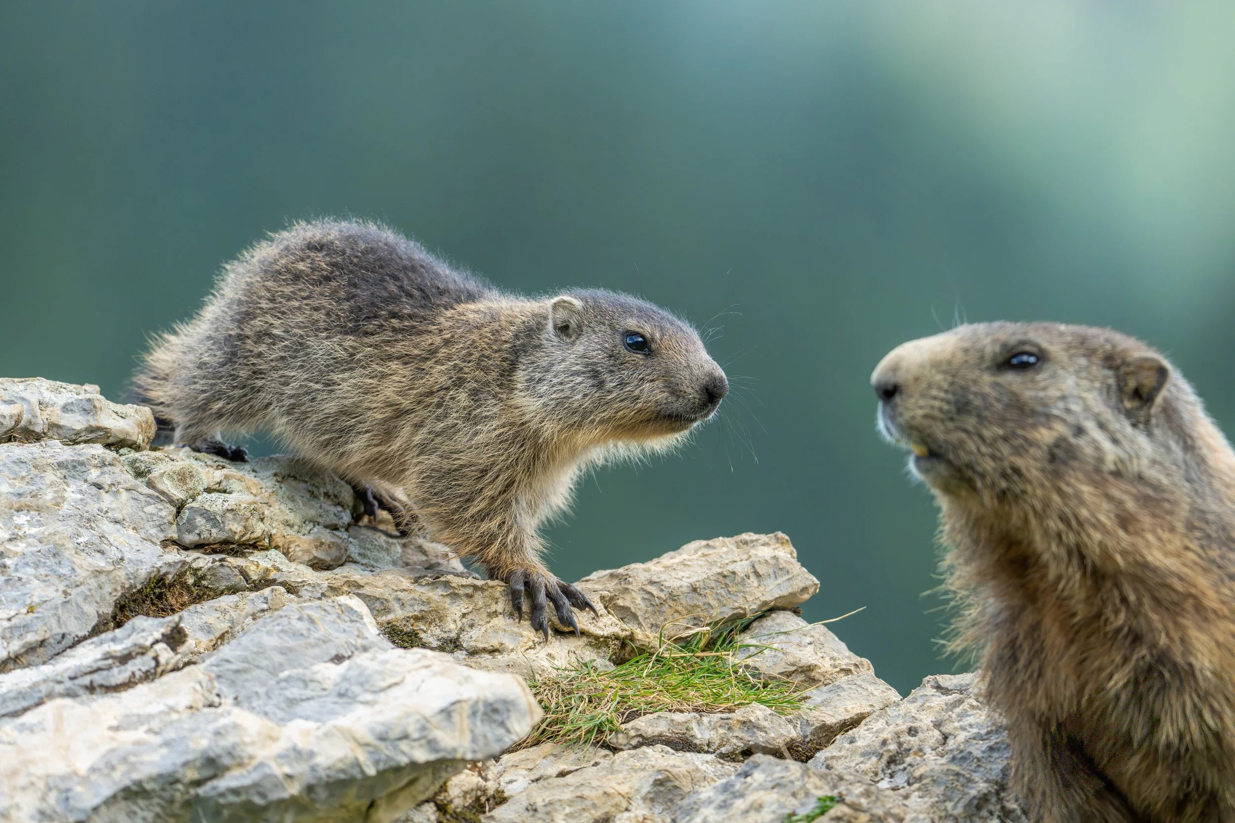 Zwei Murmeltiere auf einem Fels, die miteinander kommunizieren.