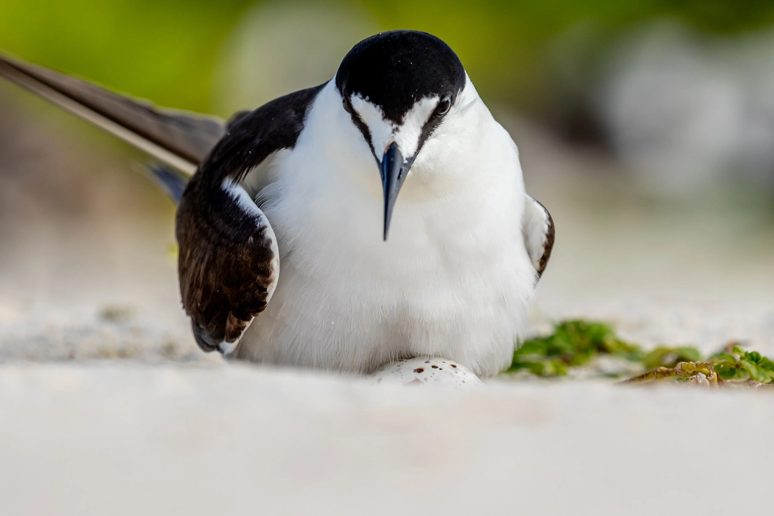 Ein Pinguin liegt auf einer Sandfläche, mit einem Ei unter seinem Bauch, vor einem naturnahen Hintergrund.