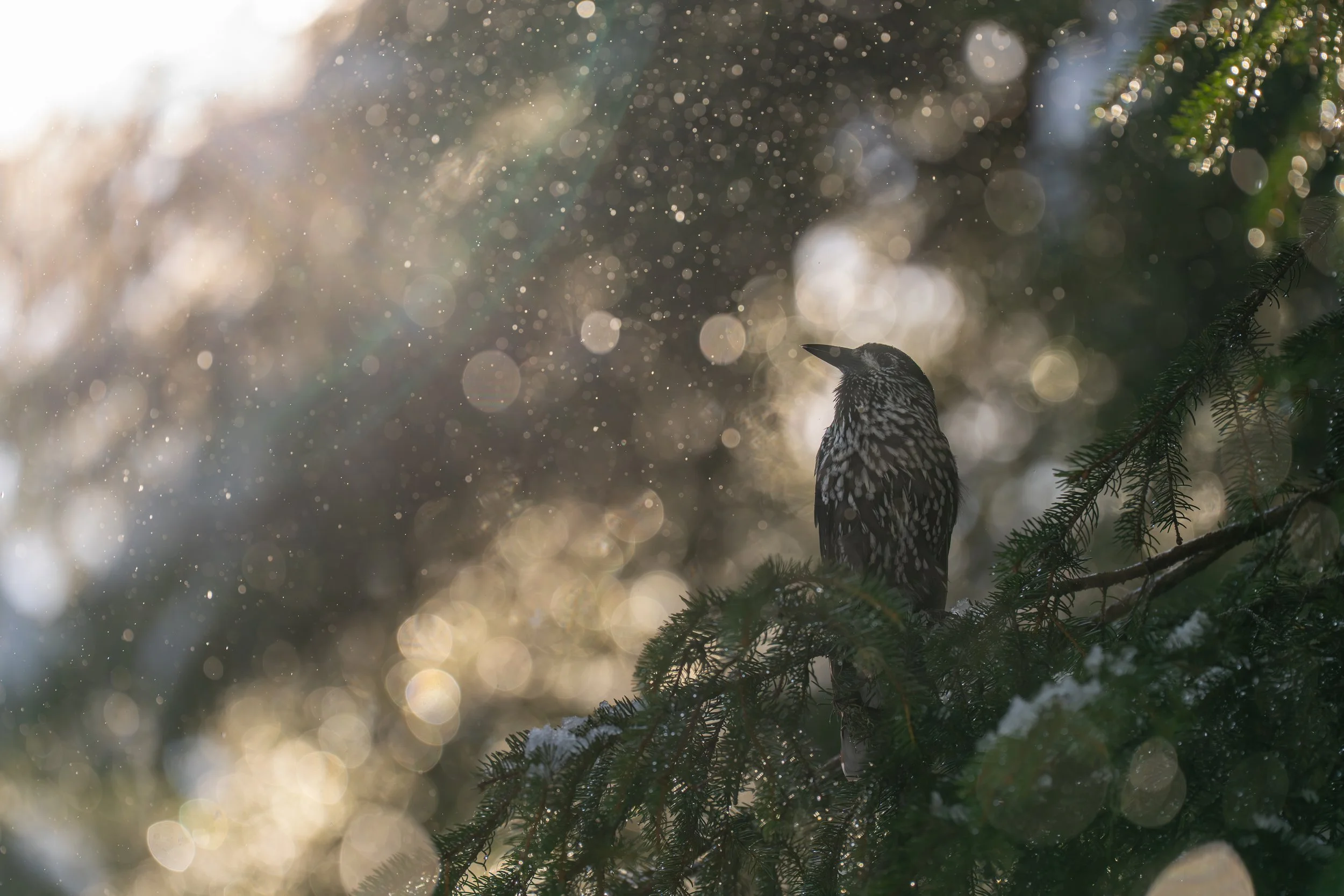 Ein Vogel sitzt auf einem Tannenzweig, während Schneeflocken im Sonnenlicht glitzern.