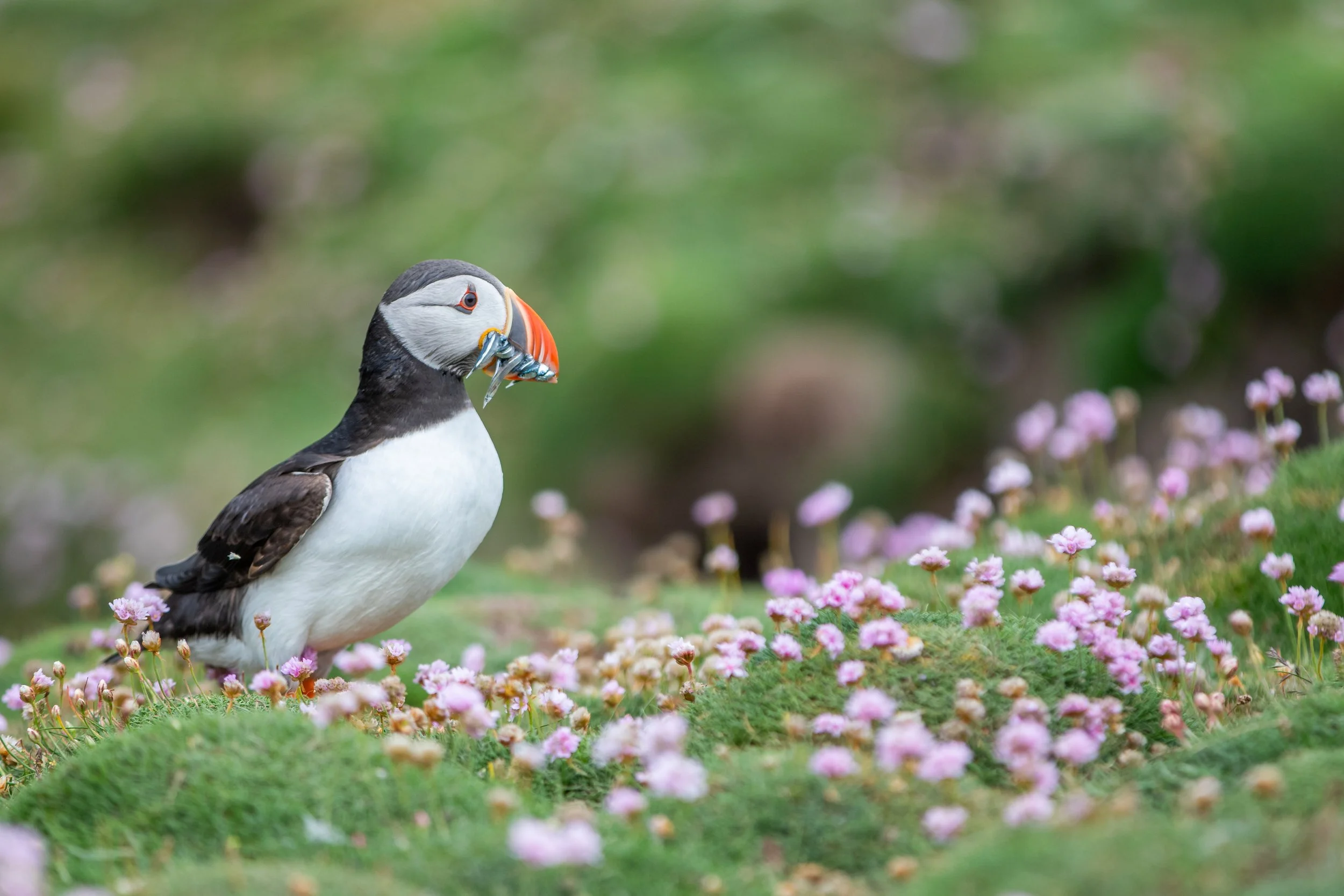 Pinguin mit einem Fisch im Schnabel in einer grünen Umgebung mit pinken Blumen.